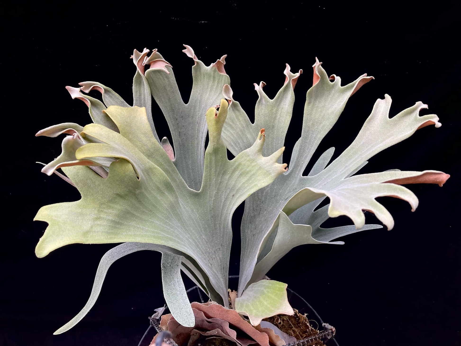 Mature P.Cupid’s Wings with wide, lobed fronds in a pot, ideal for indoor plant collectors and fern enthusiasts.