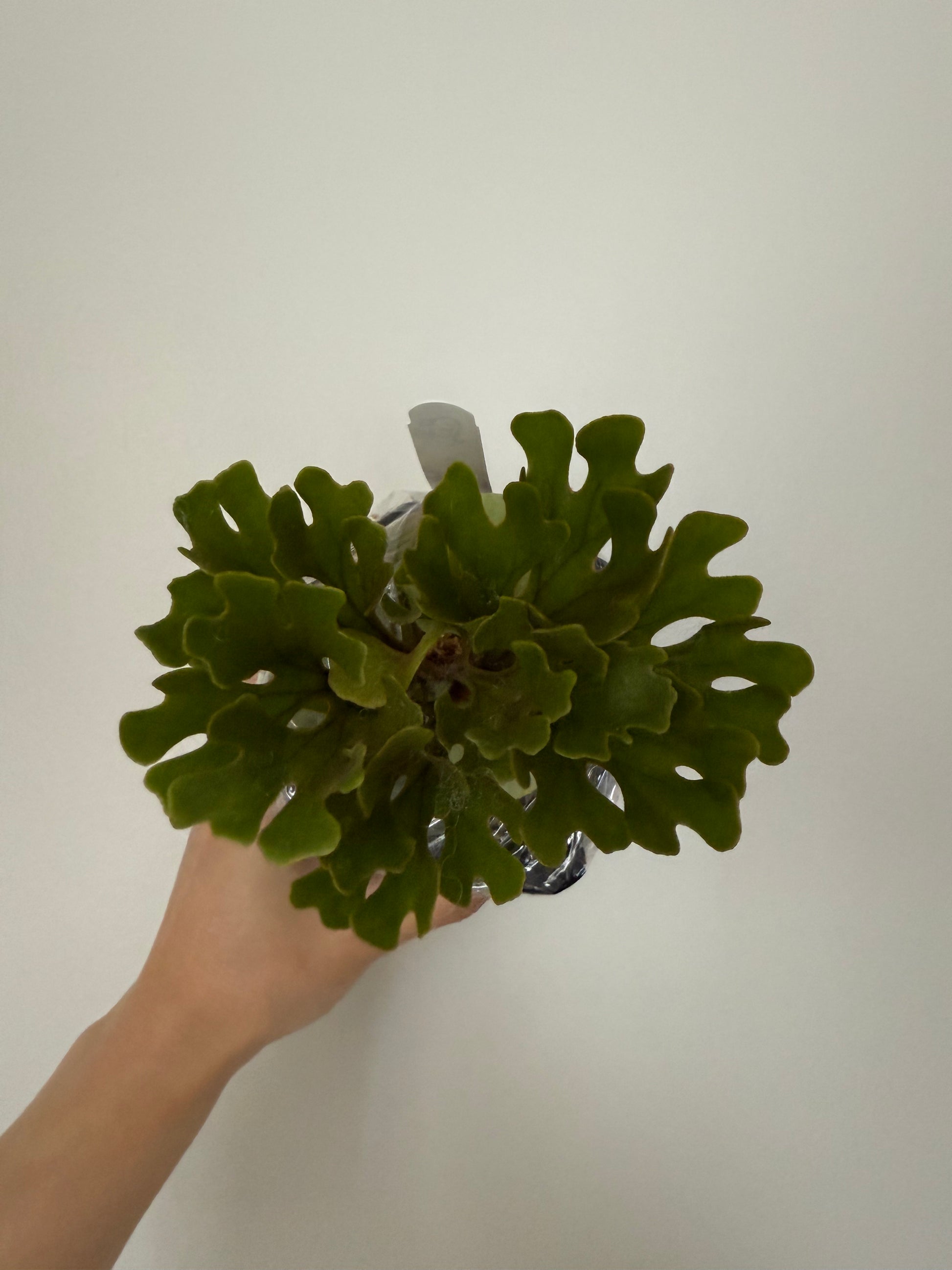 Platycerium Ridleyi Dwarf Plant | Rare, Collectible – HCorchids Platycerium Ridleyi Dwarf Plant | Rare, Collectible – HCorchids