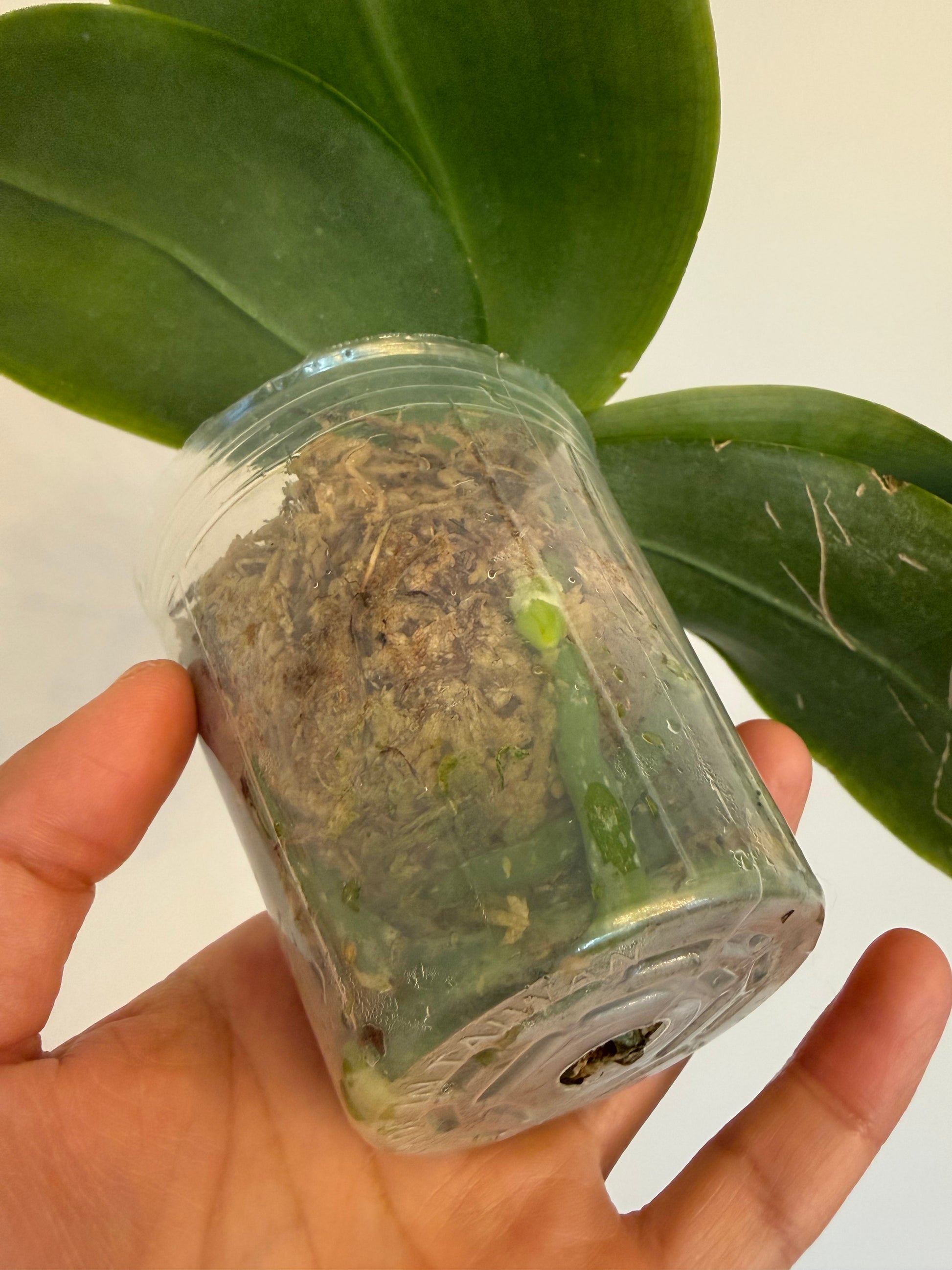 HCorchids