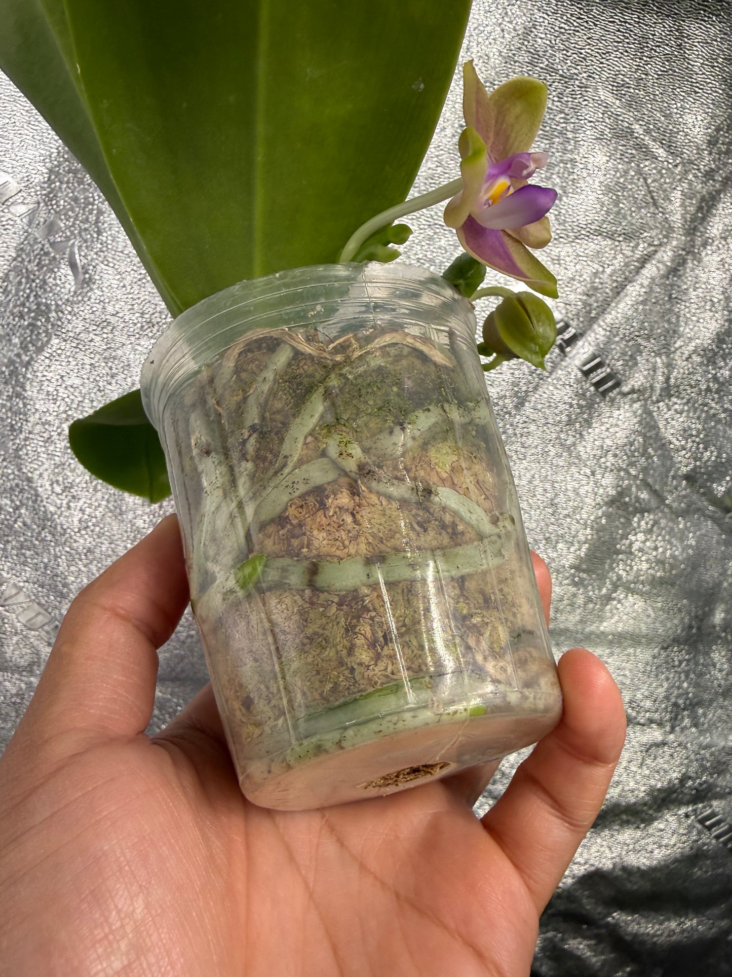 Phalaenopsis (LL Blue Family x LD Avatar)