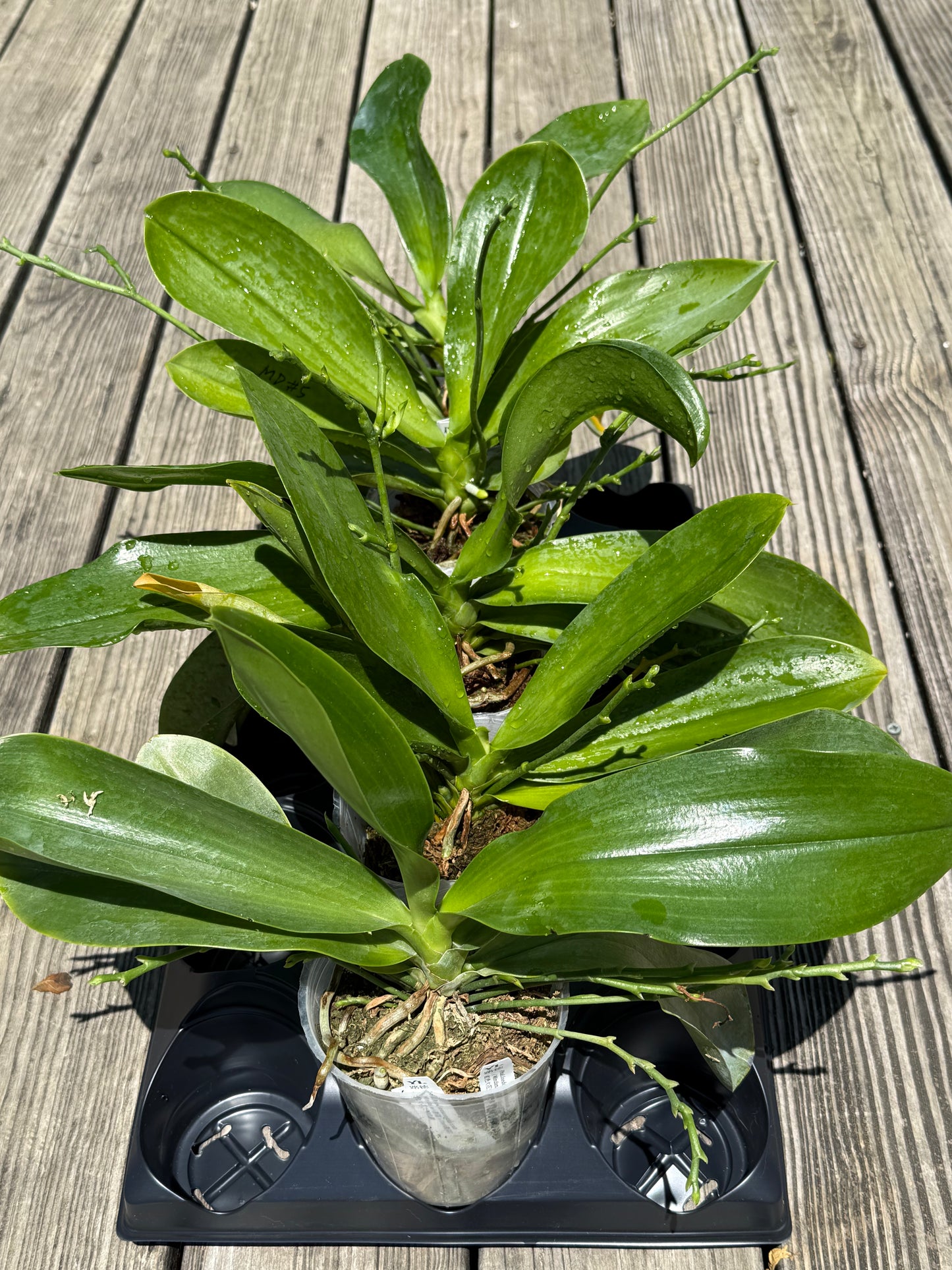 Phalaenopsis lueddemanniana (Mindanano x Daet)