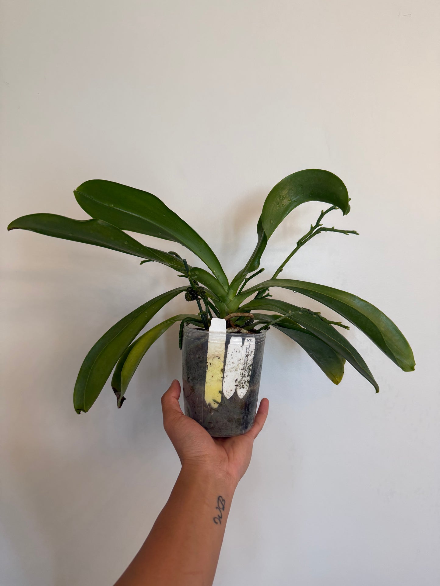 Phalaenopsis lueddemanniana (Mindanano x Daet)