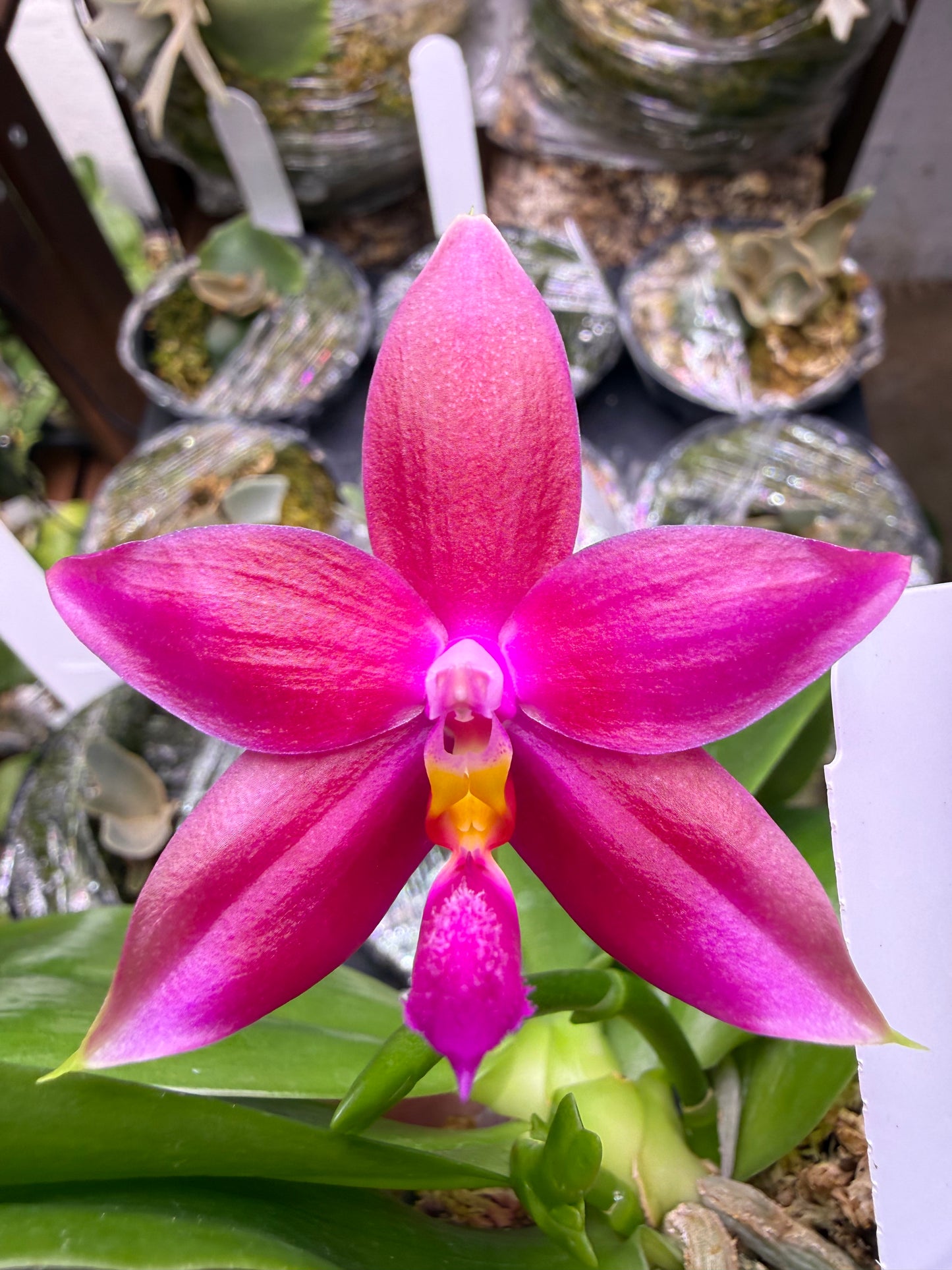 Phalaenopsis (bellina coerulea x speciosa blue)
