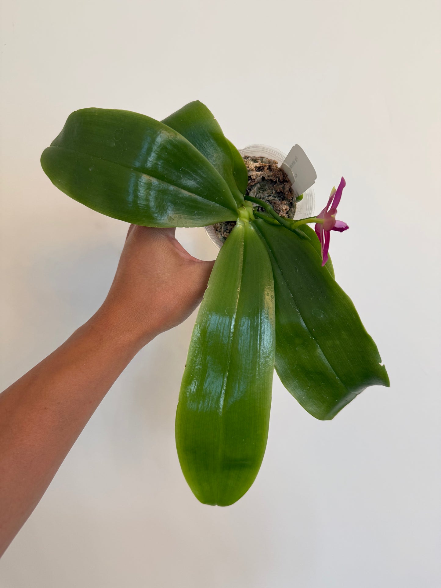 Phalaenopsis (bellina coerulea x speciosa blue)