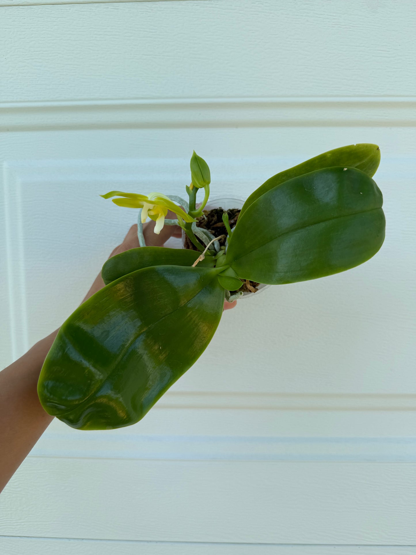 Phalaenopsis (Freya’s Blue Origin x LL Blue Family)