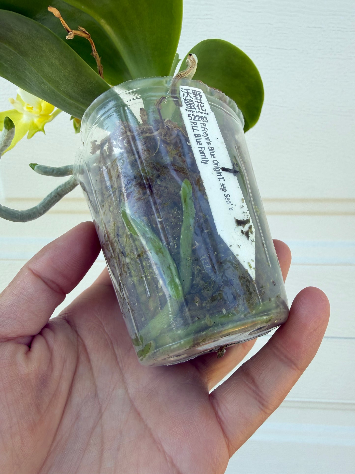 Phalaenopsis (Freya’s Blue Origin x LL Blue Family)