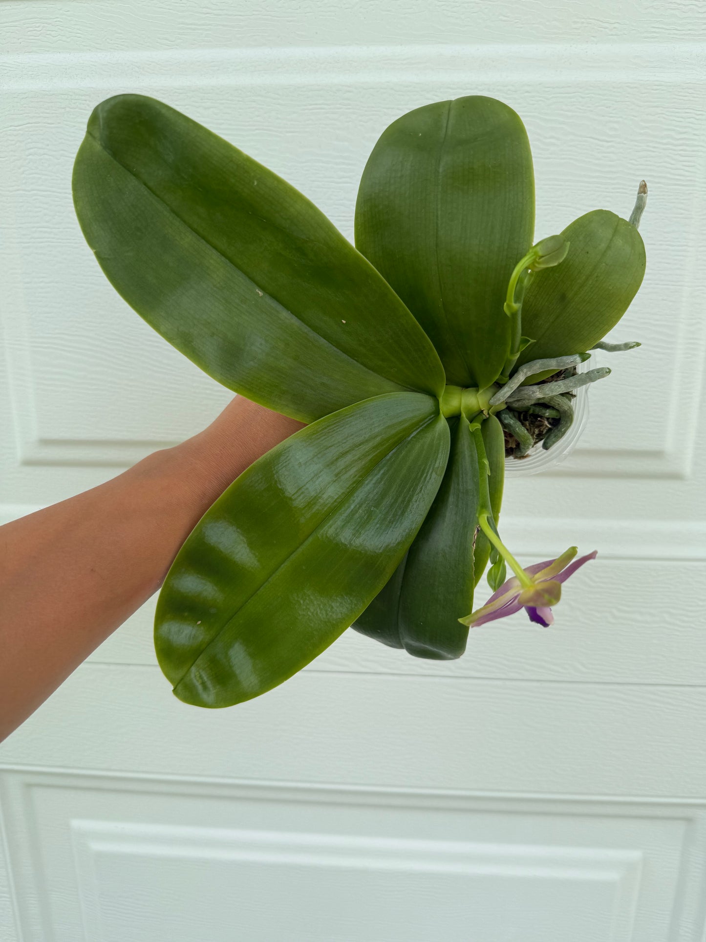 Phalaenopsis (violacea indigo “8000” x Mainshow Blue Elf)