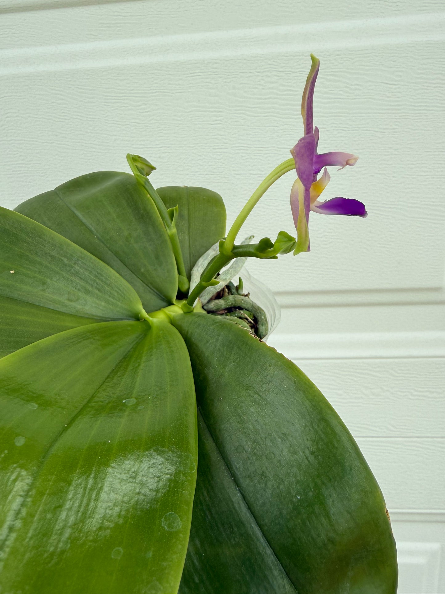 Phalaenopsis (violacea indigo “8000” x Mainshow Blue Elf)