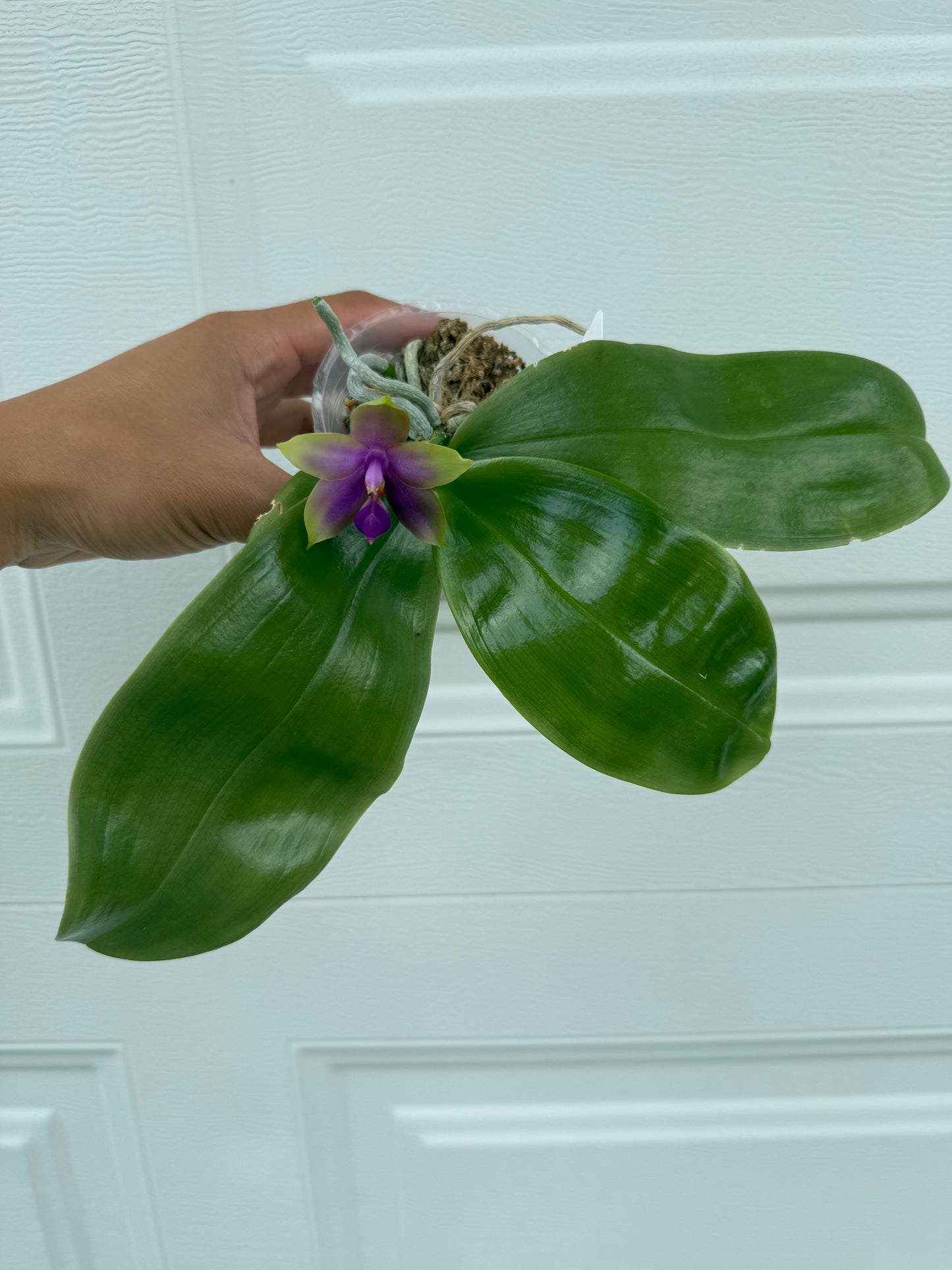 Phalaenopsis (bellina ‘Crystelle’ FCC/AOS x Germaine Vincent ‘Blue Ridge Sunrise’ HCC/AOS)