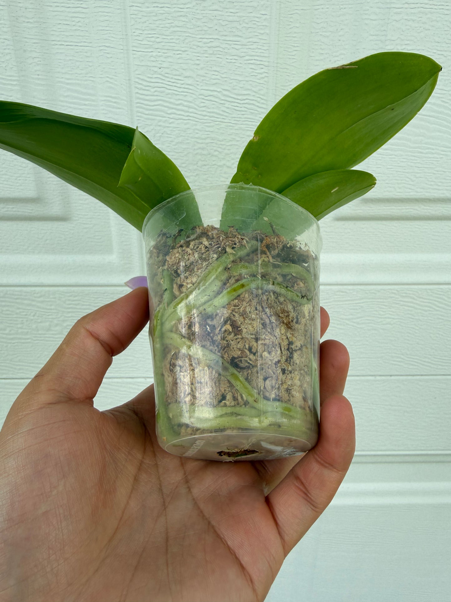 Phalaenopsis BKH2361