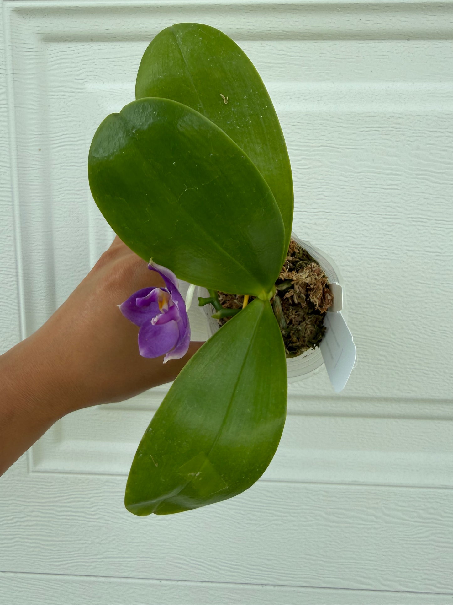 Phalaenopsis BKH2336
