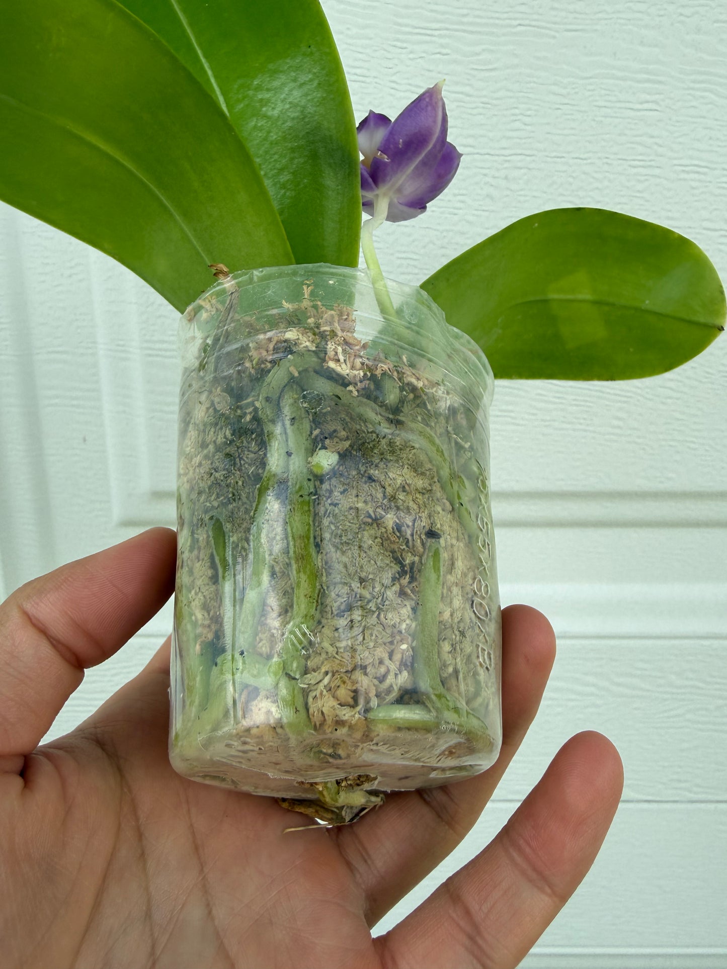 Phalaenopsis BKH2336