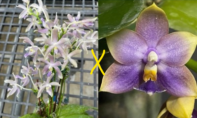 Phal. (Pulchra x Jennifer Palermo) x Phal. Penang Jewel
