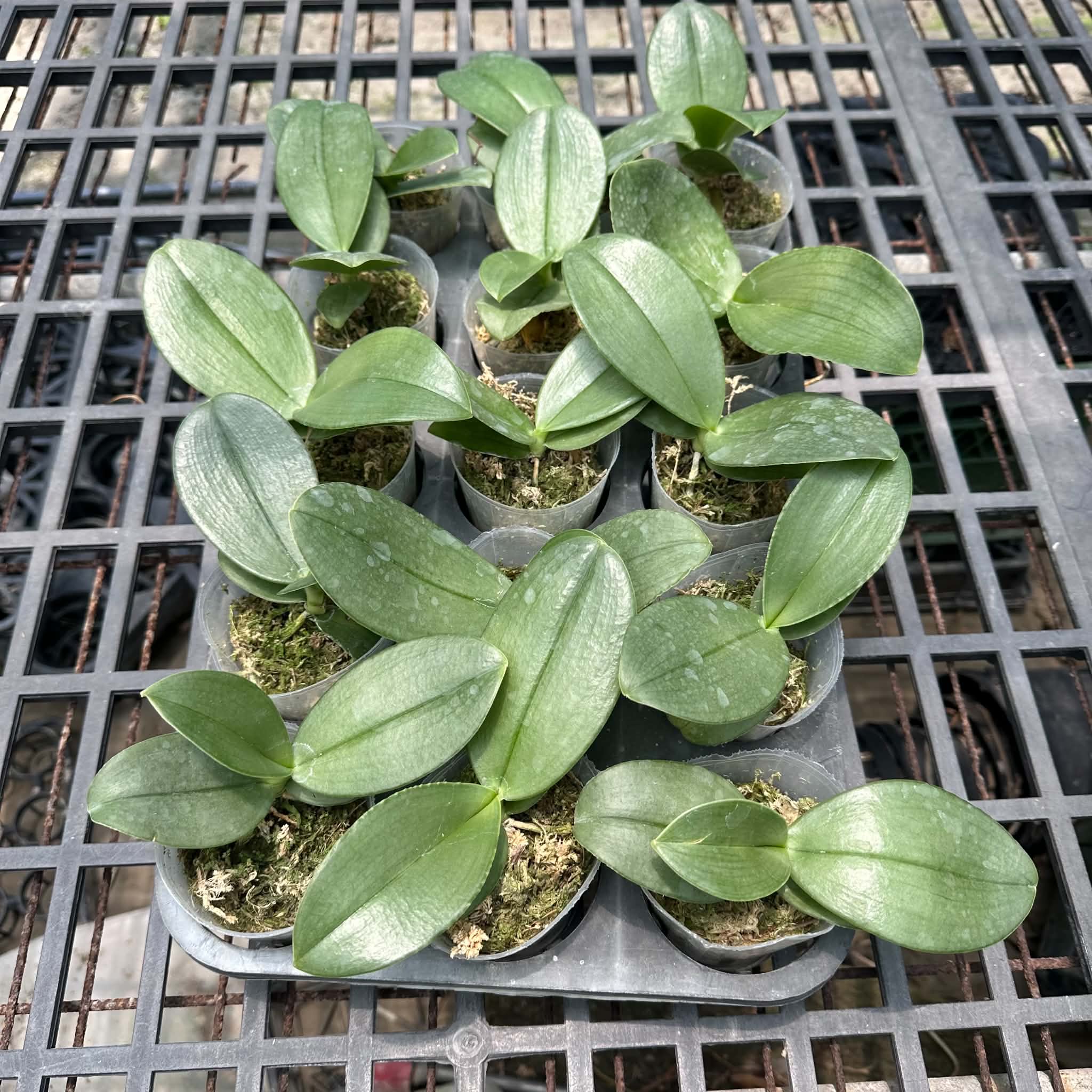 Phalaenopsis gigantea alba - species orchid for sale – HCorchids