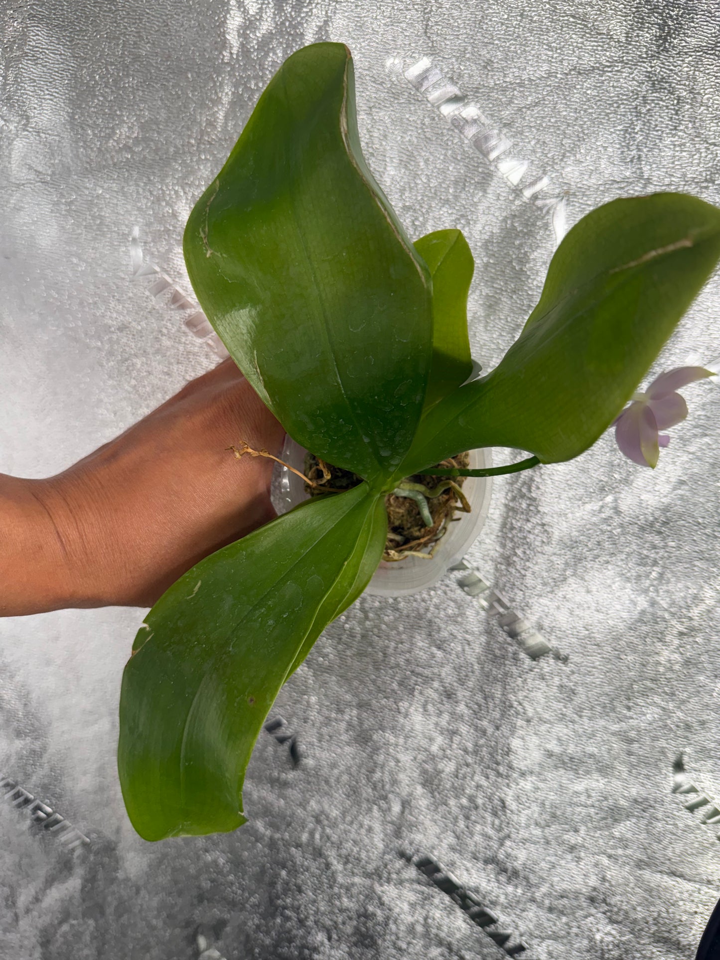 Phalaenopsis BKH 2361