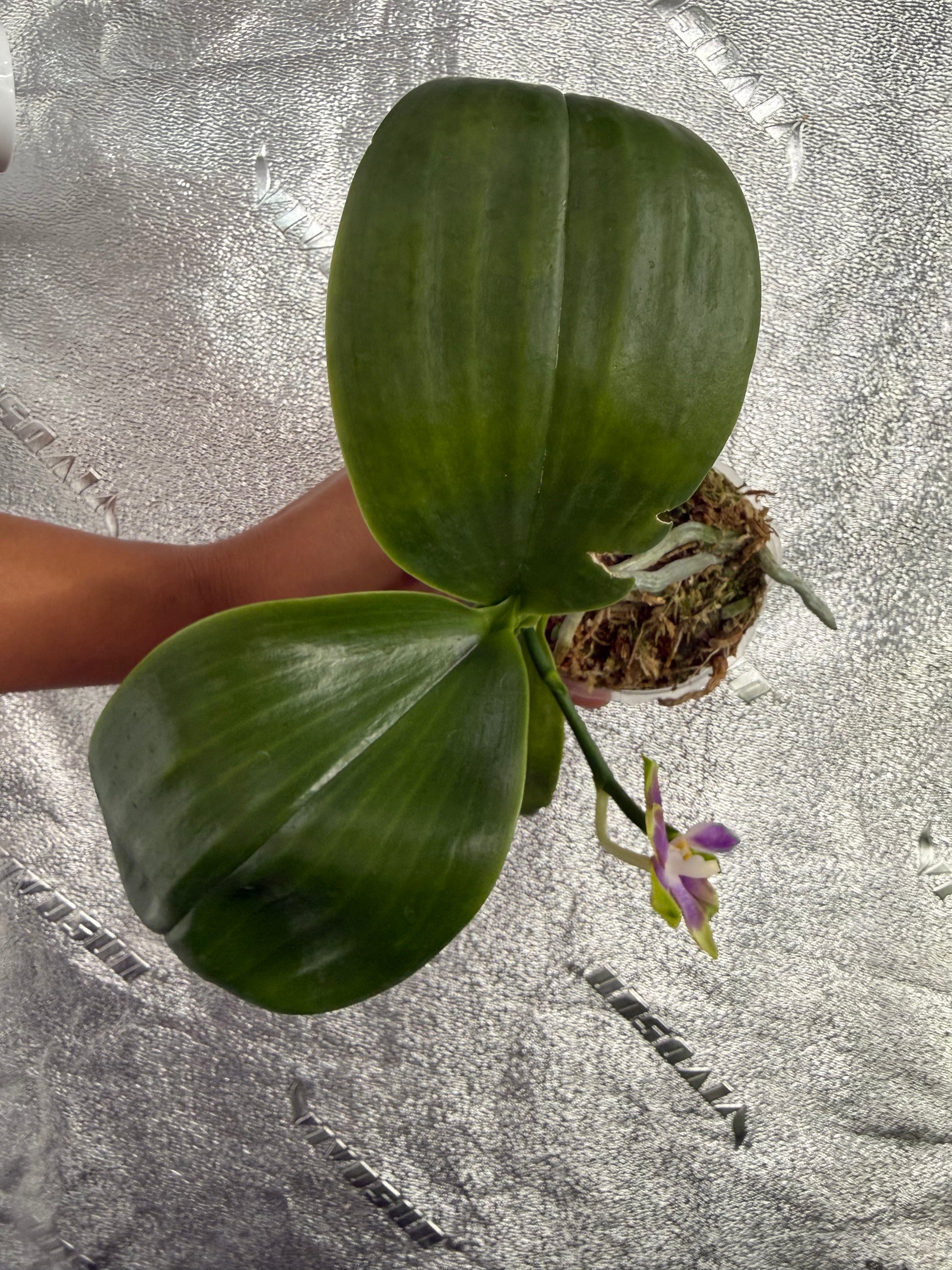 HCorchids