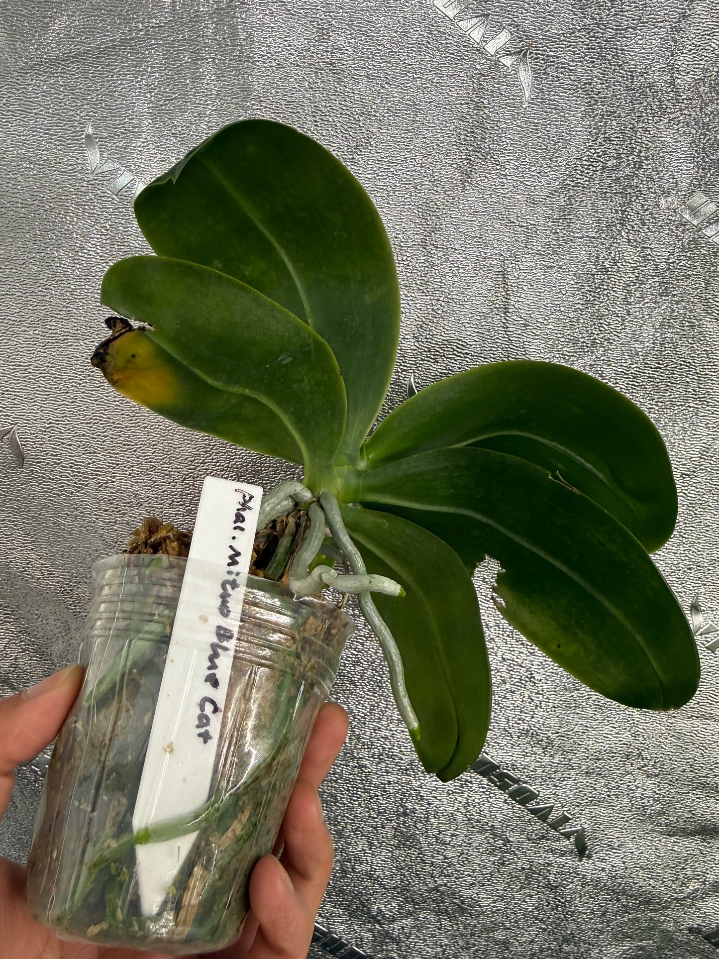 Phalaenopsis Mituo Blue Cat