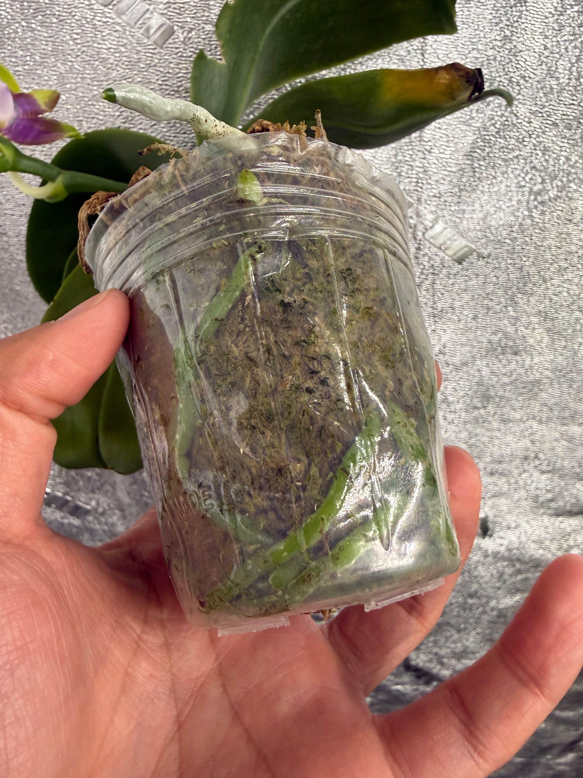 HCorchids