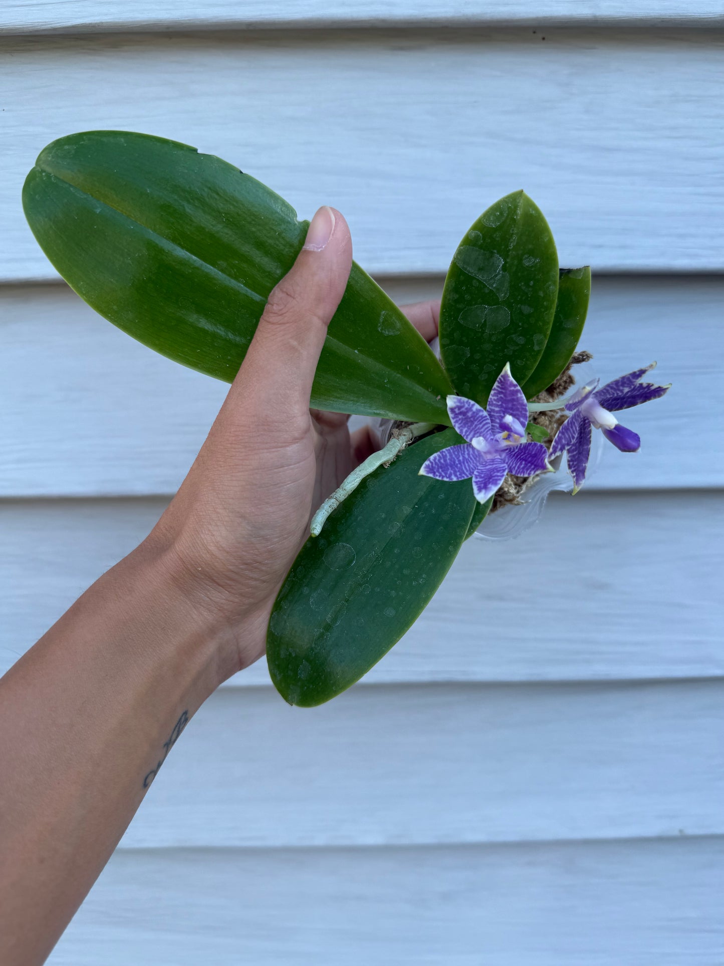 Phalaenopsis (Mainshow Blue Tint x Mainshow Sapphire)