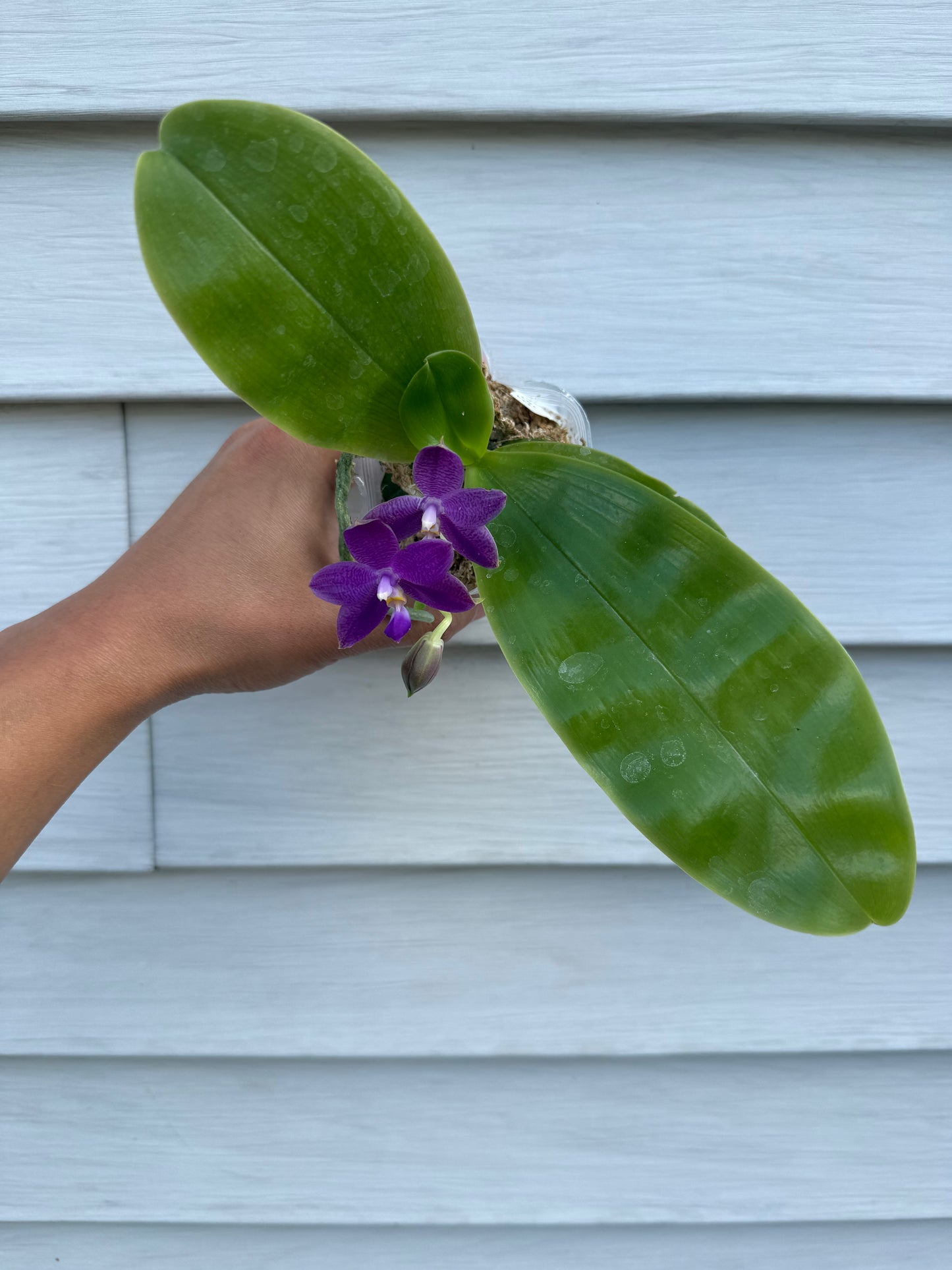 Phalaenopsis (Mainshow Sapphire x KS Blue Ludde)