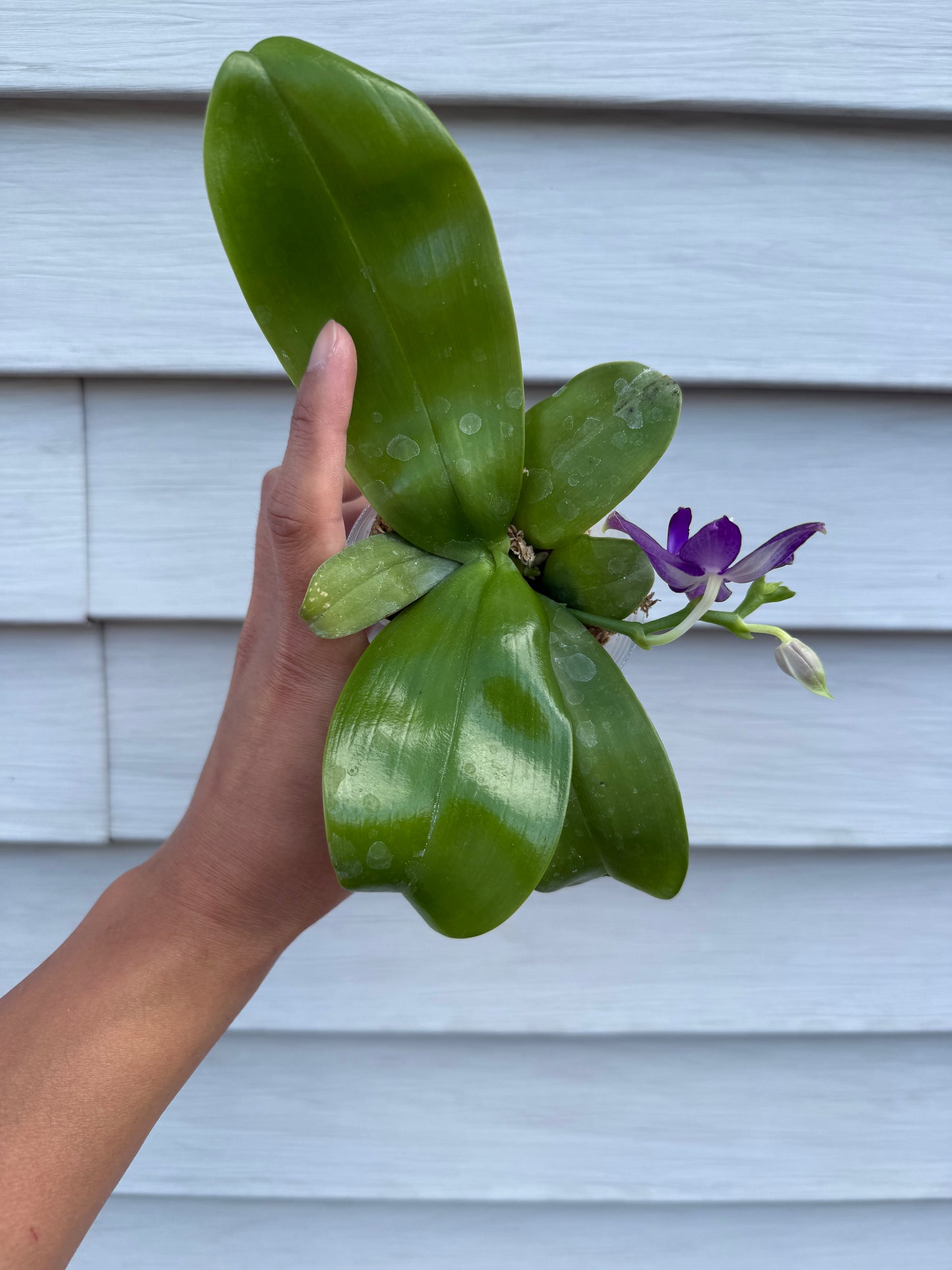 Phalaenopsis ((Yaphon Christmas x KS Blue Ludde) x Mainshow Sapphire)