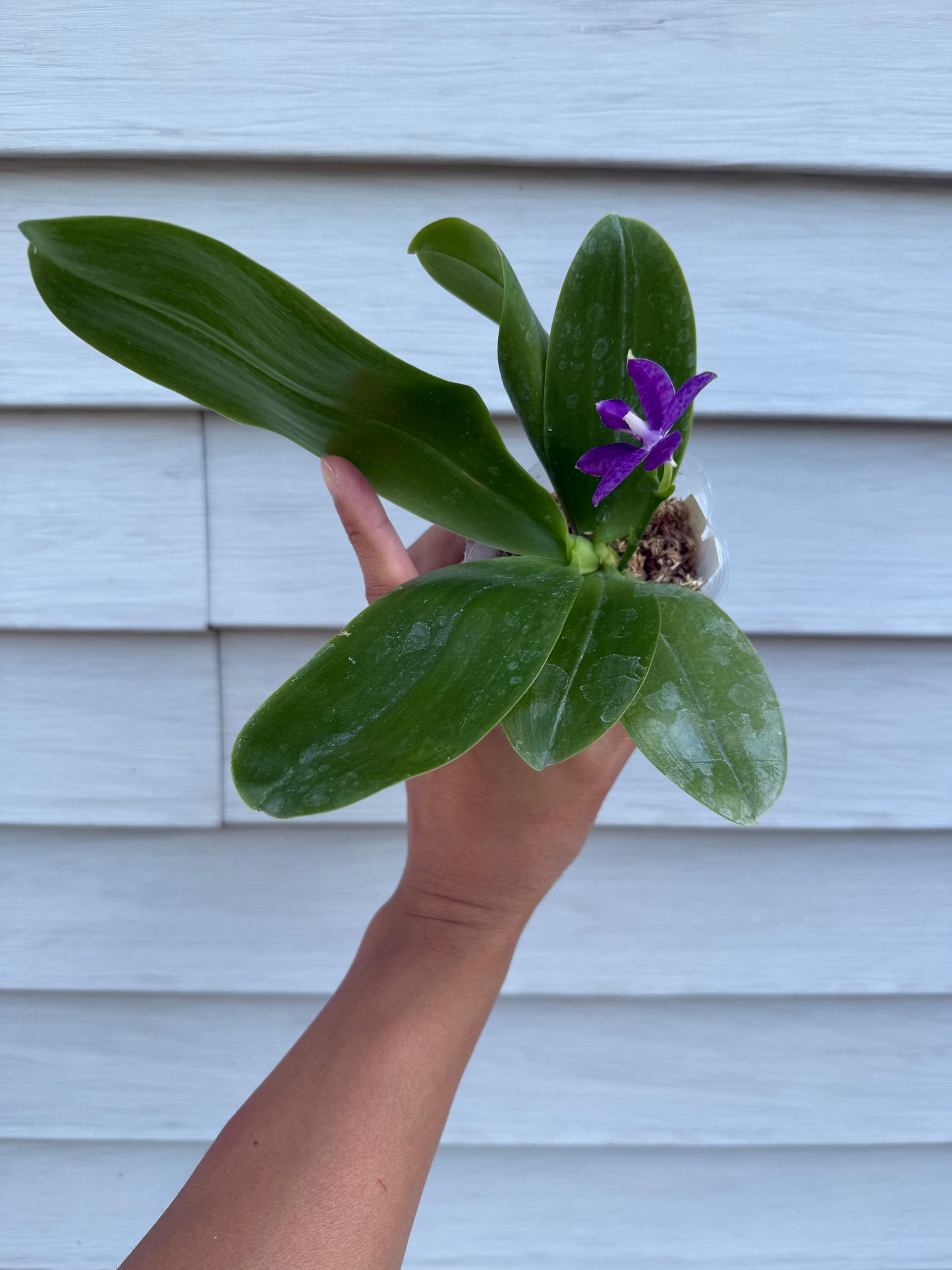 Phalaenopsis (Mainshow Blue Tint x Mainshow Sapphire)