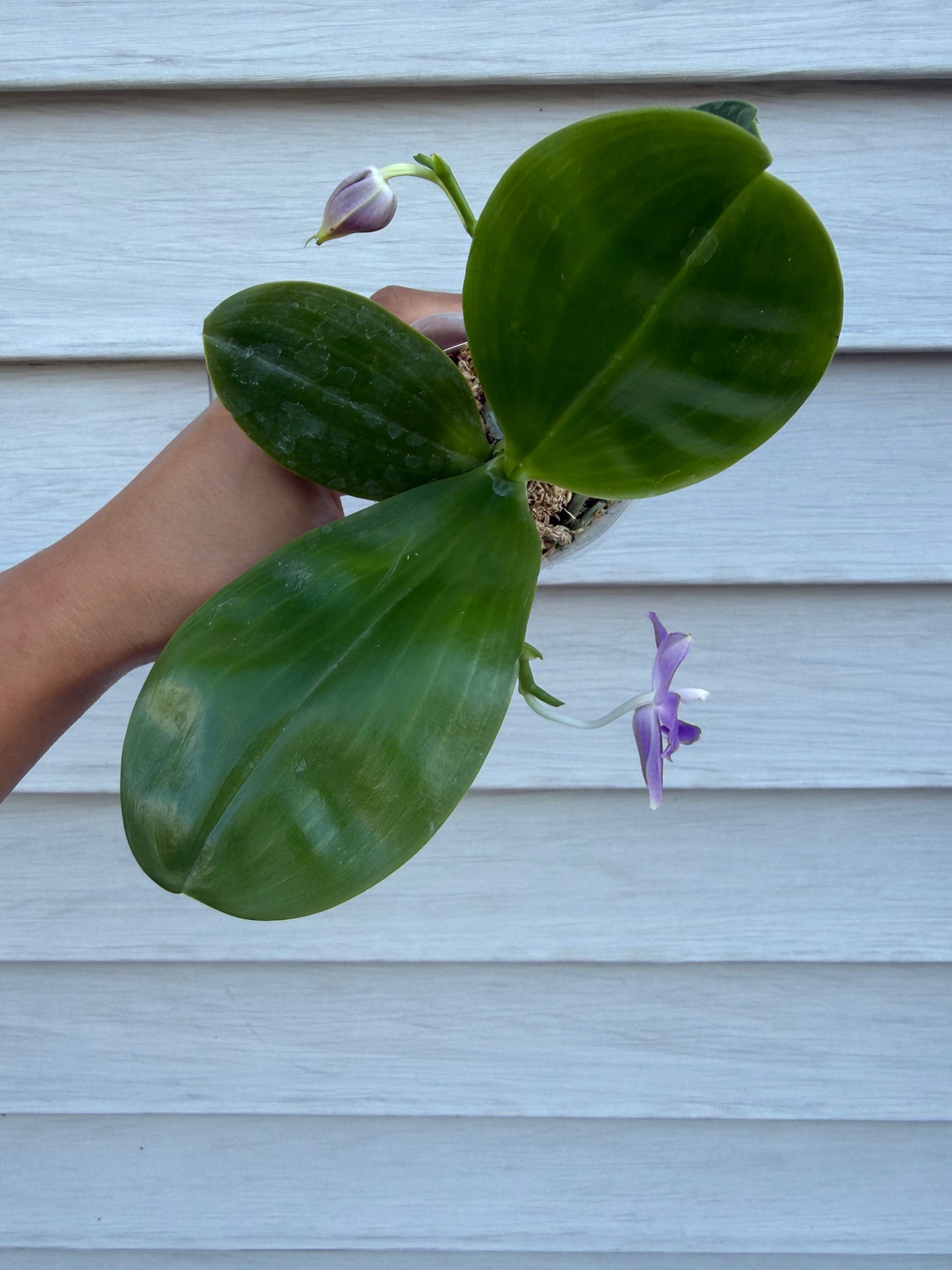 Phalaenopsis (Mainshow Blue Tint x Mainshow Sapphire)