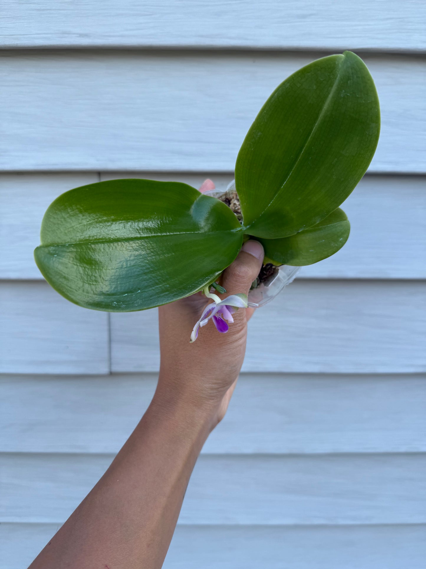 Phalaenopsis (Mainshow Mermaid x Mainshow Sapphire)