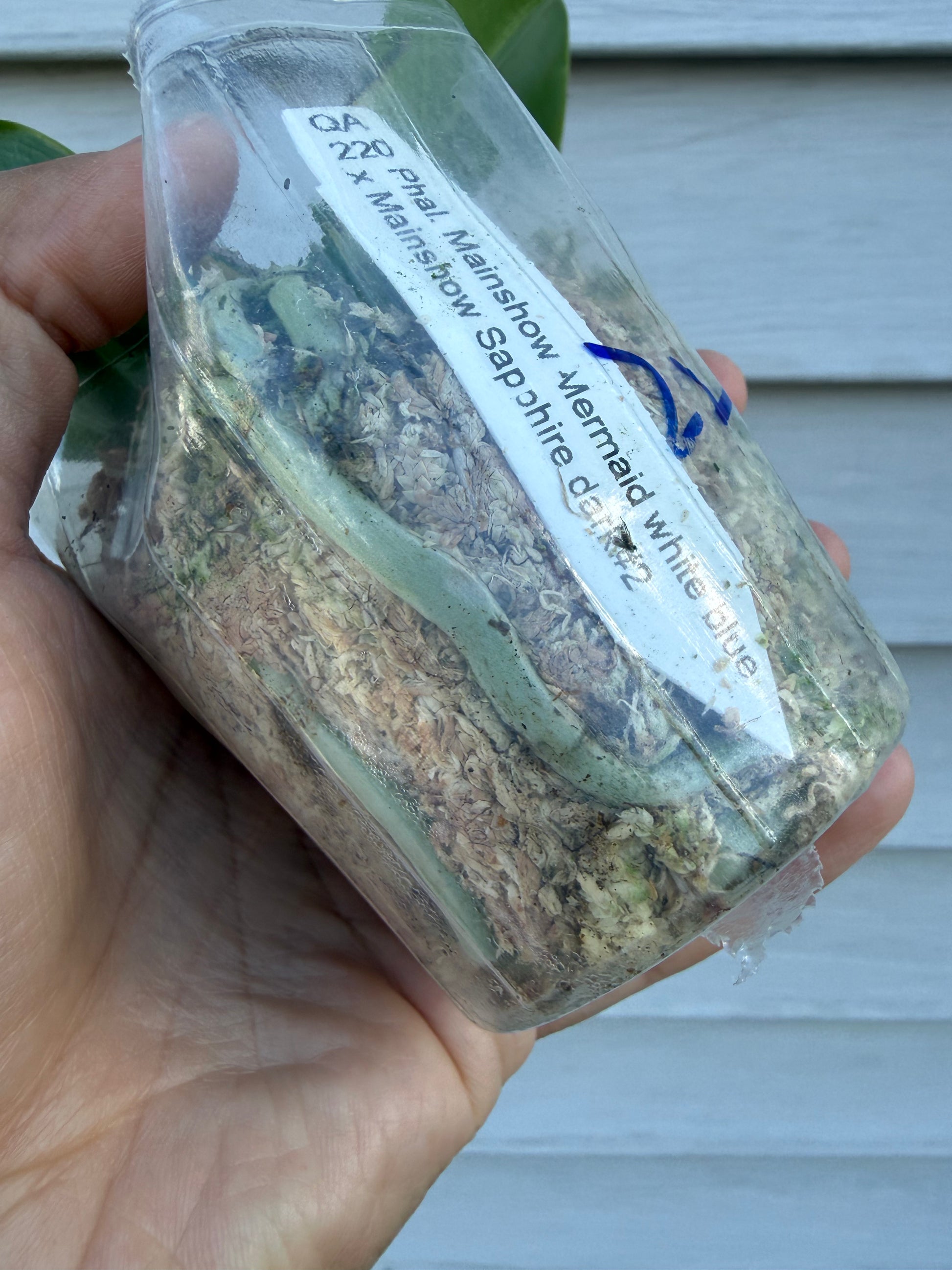 HCorchids