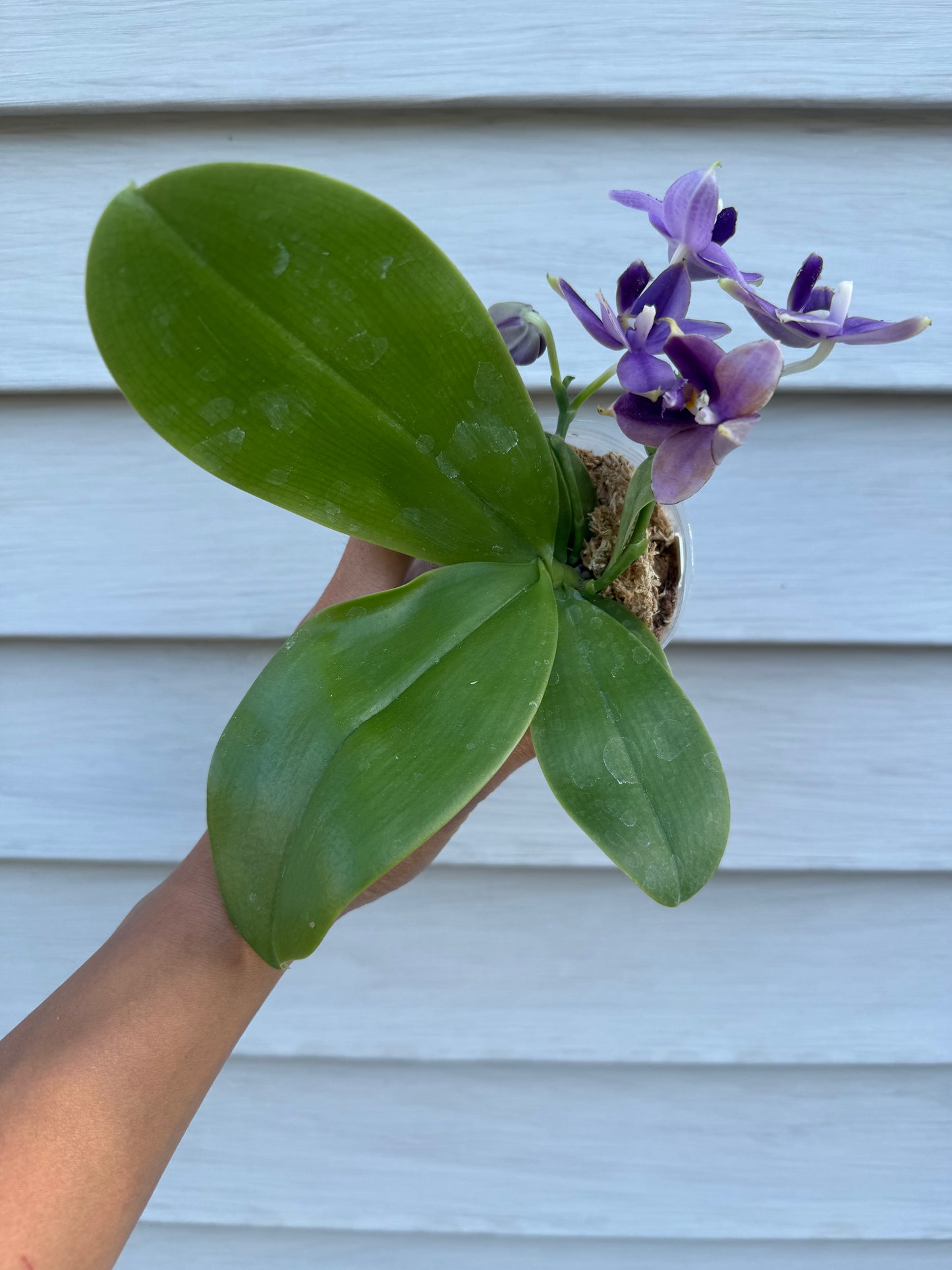 Phalaenopsis (Mainshow Blue Tint x Mainshow Sapphire)