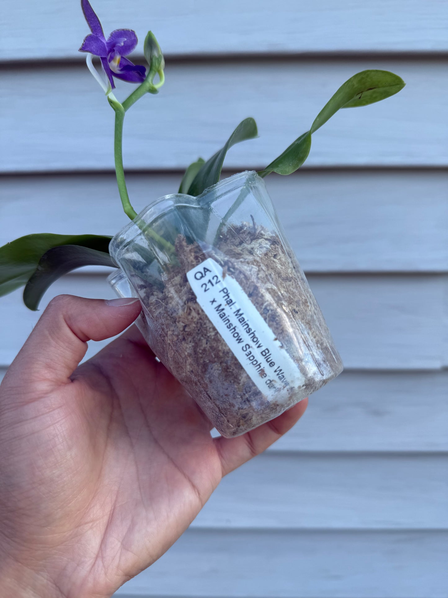 Phalaenopsis (Mainshow Blue Wave x Mainshow Sapphire)