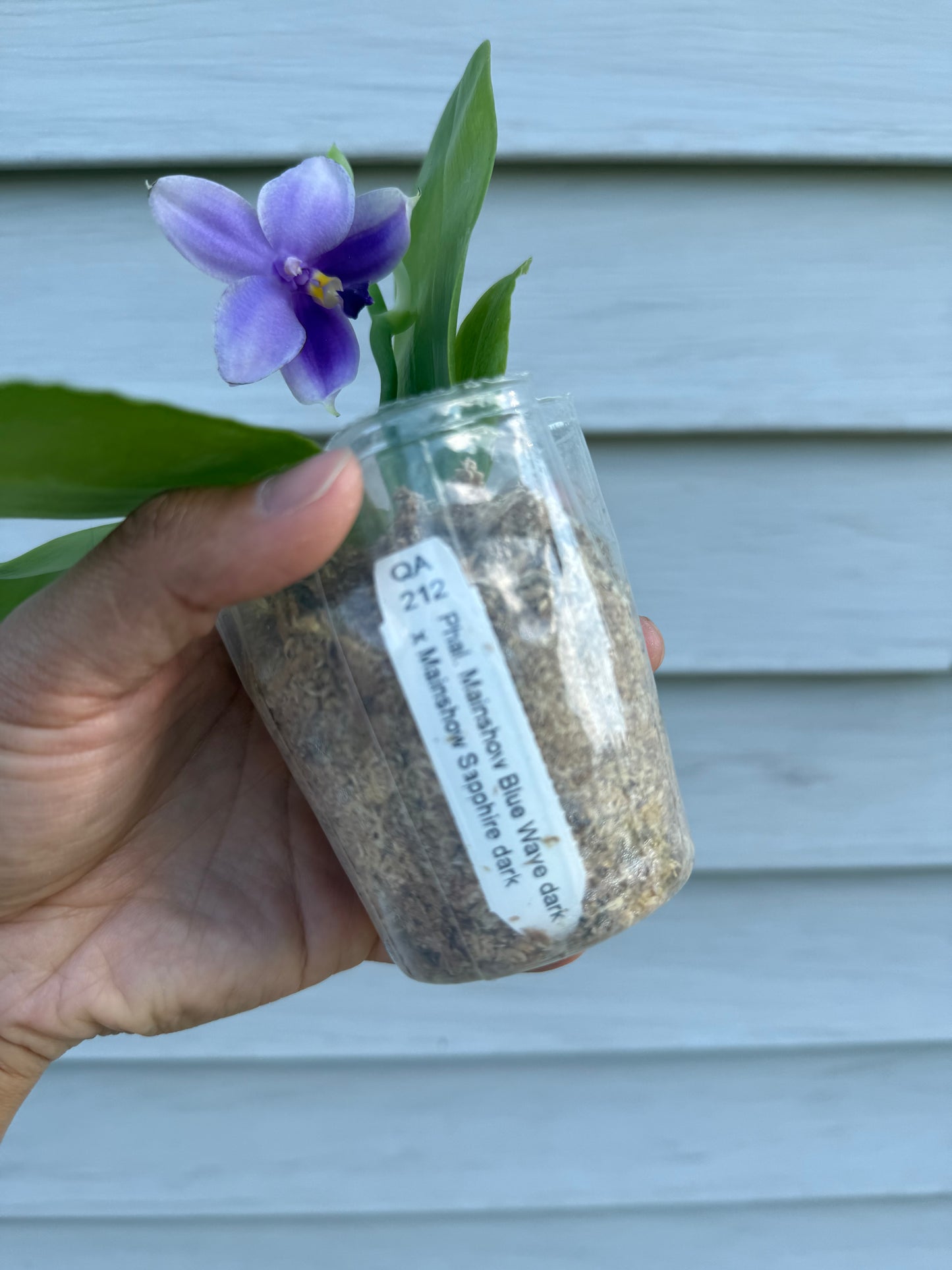 Phalaenopsis (Mainshow Blue Wave x Mainshow Sapphire)