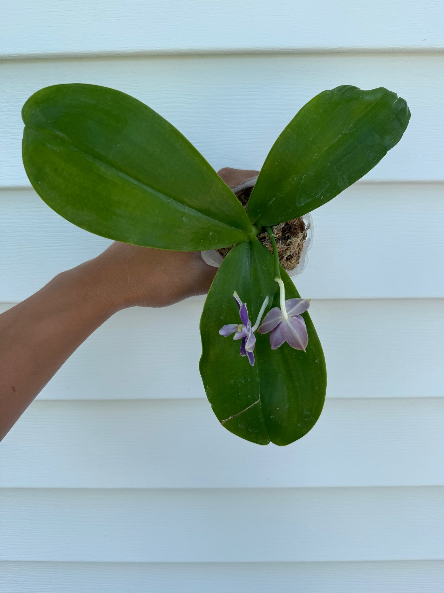 Phalaenopsis (Mainshow Blue Elf x Mainshow Sapphire)