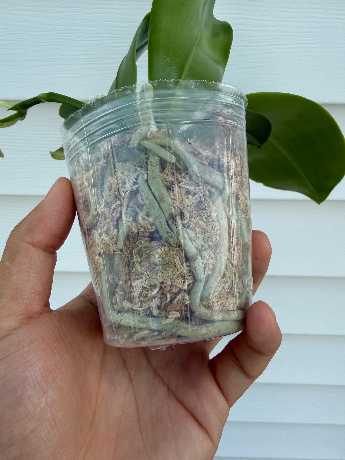 Phalaenopsis (Mainshow Blue Tint x Mainshow Sapphire)