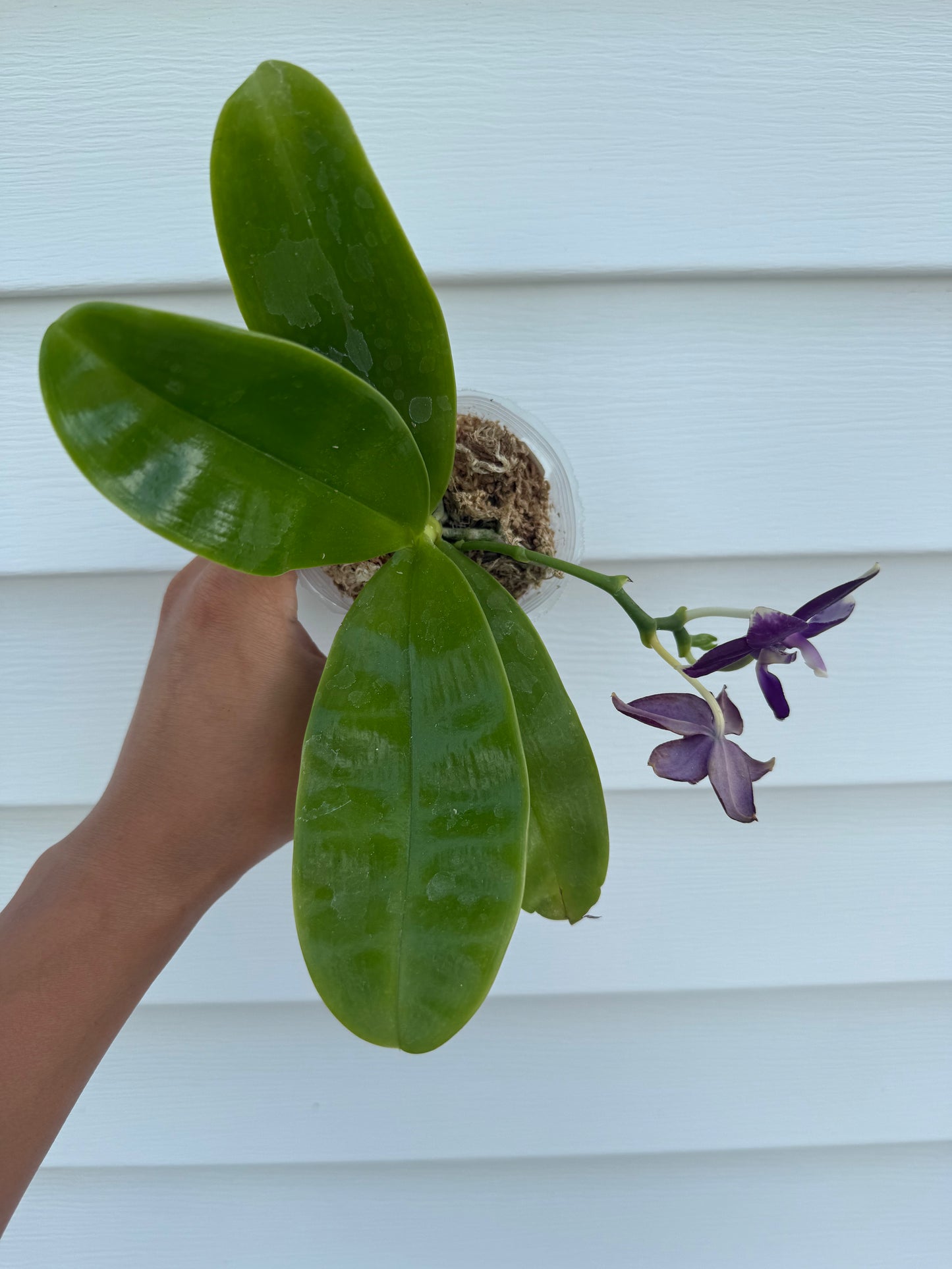 Phalaenopsis (Mainshow Sapphire x KS Blue Ludde)