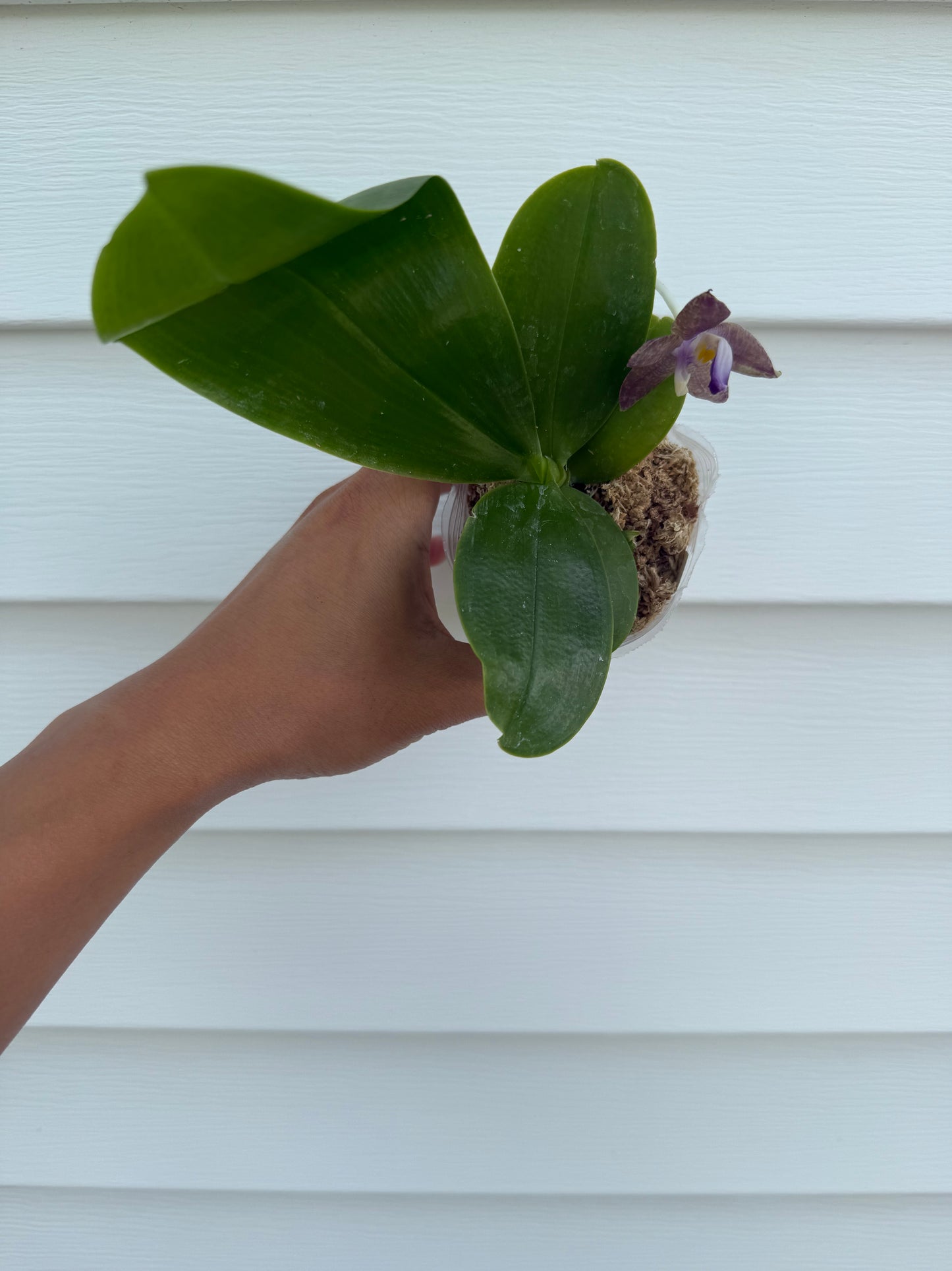 Phalaenopsis (Mainshow Blue Tint x Mainshow Sapphire)