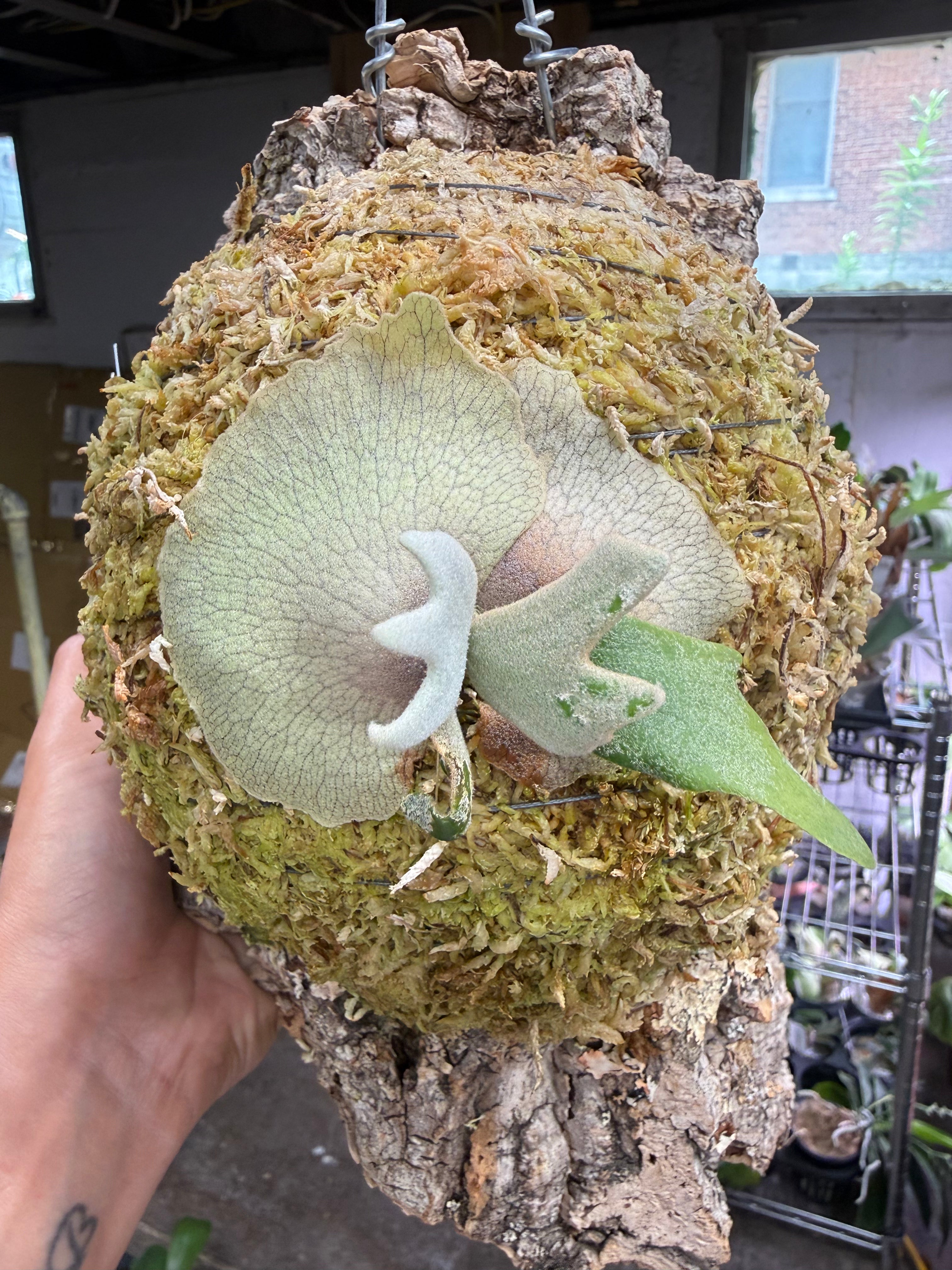 Platycerium Willinckii One Piece spore 'Dwarf Select' – HCorchids