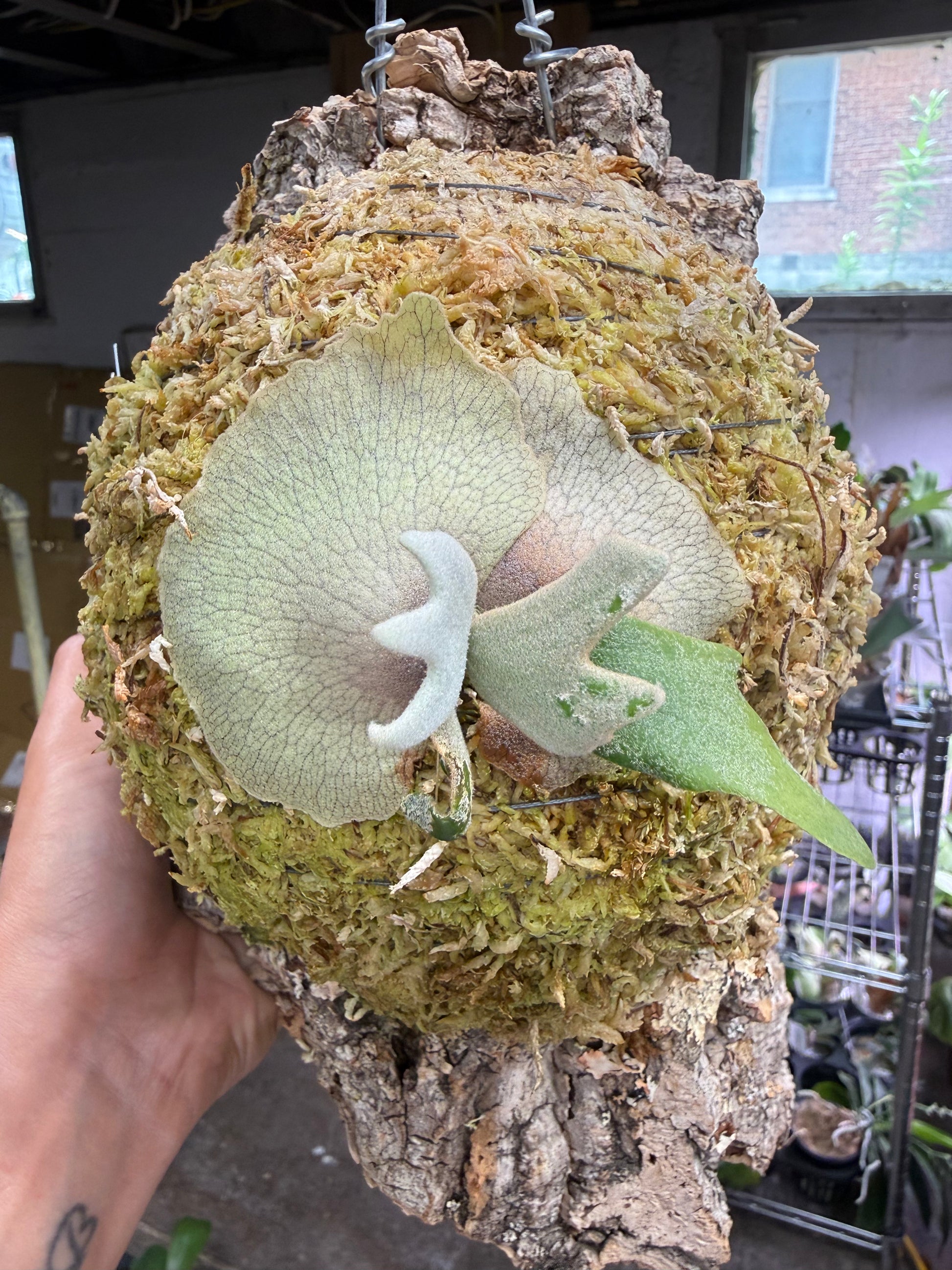 HCorchids