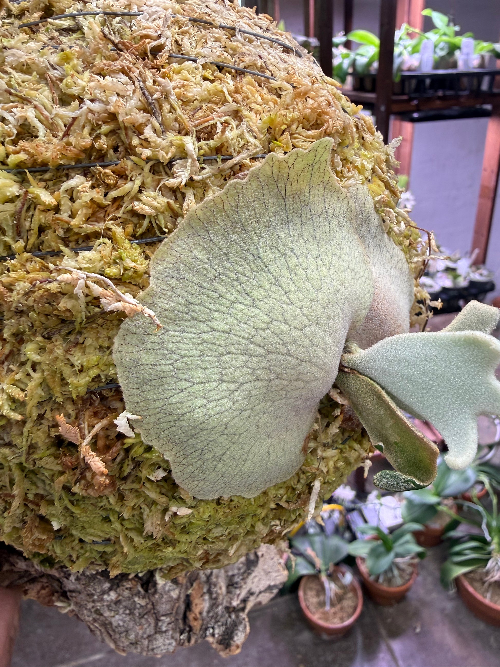 HCorchids