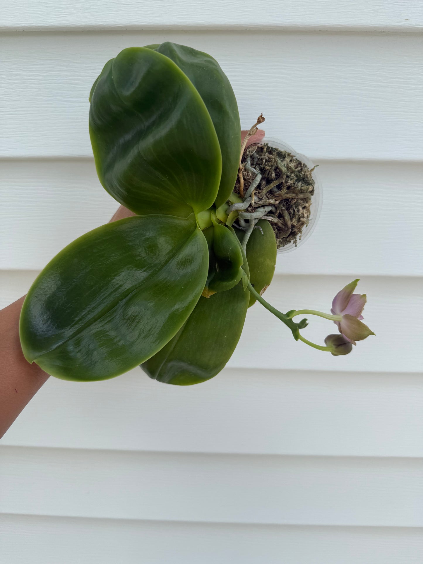 Phalaenopsis Mituo Blue Moon