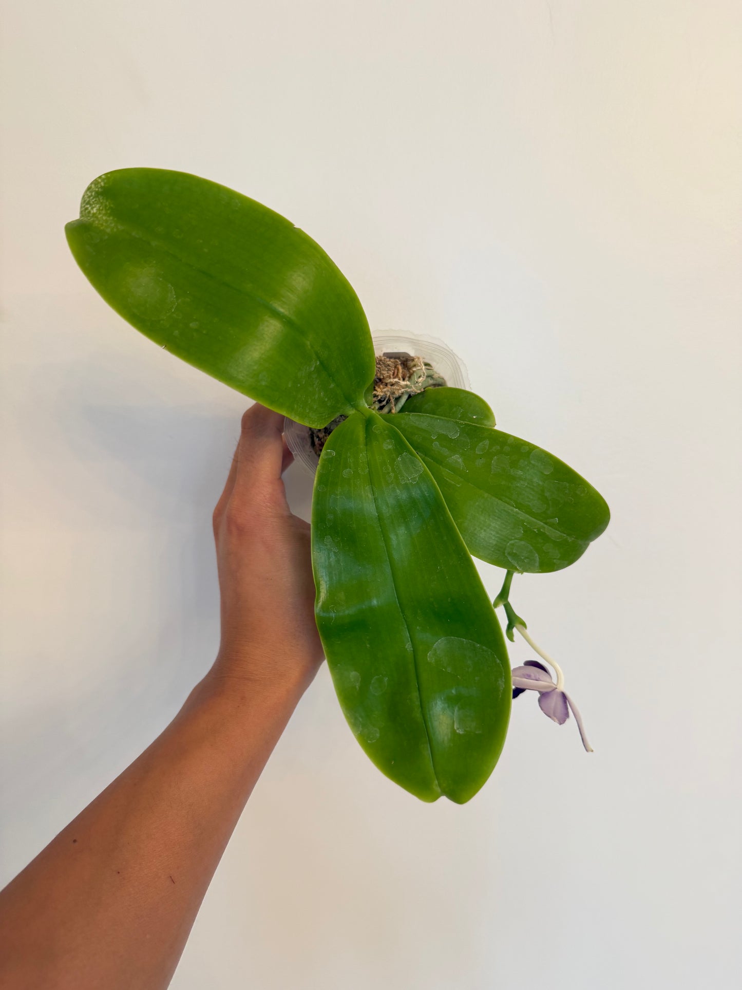 Phalaenopsis (Mainshow Sapphire x KS Blue Ludde)
