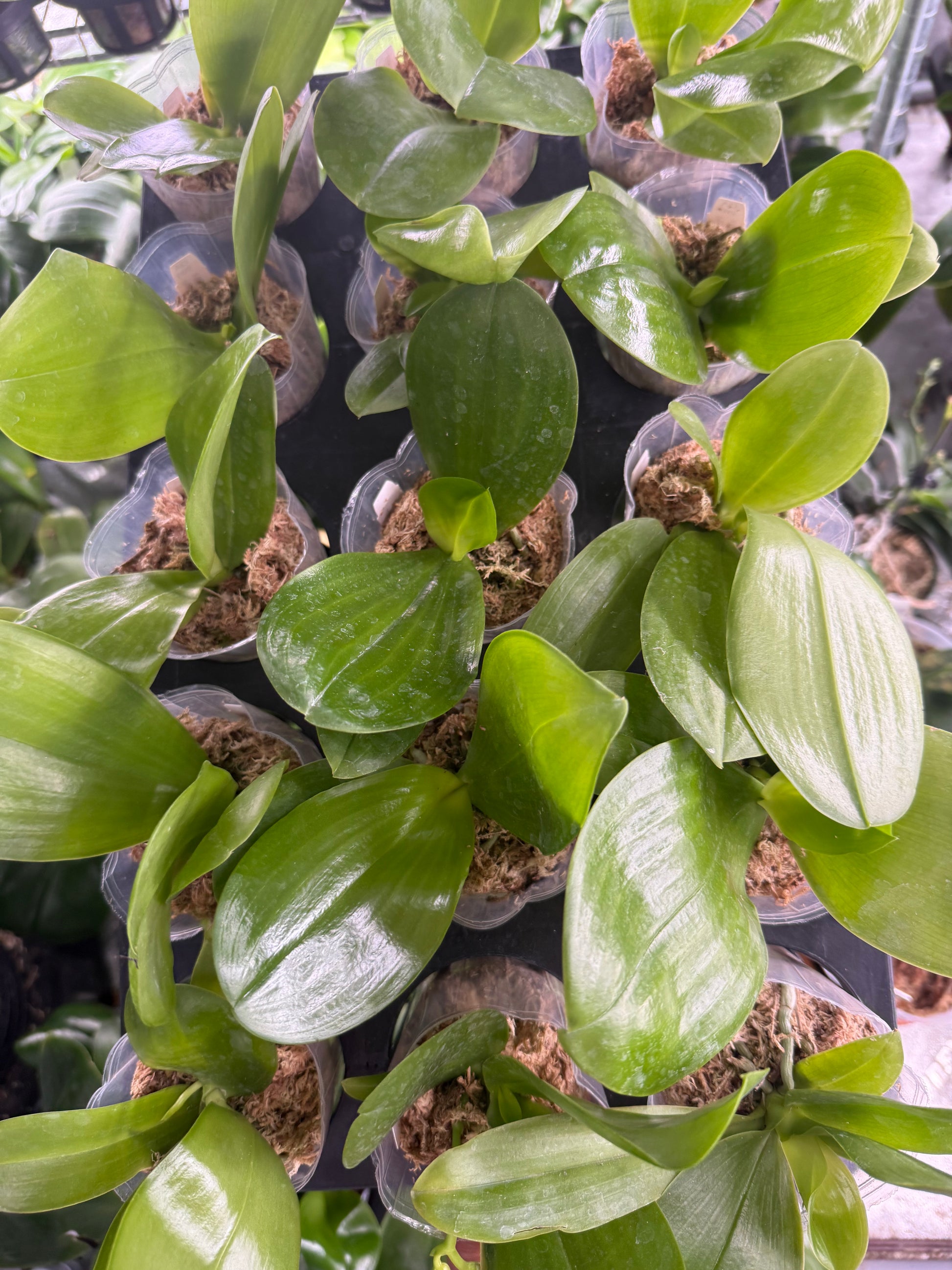 HCorchids