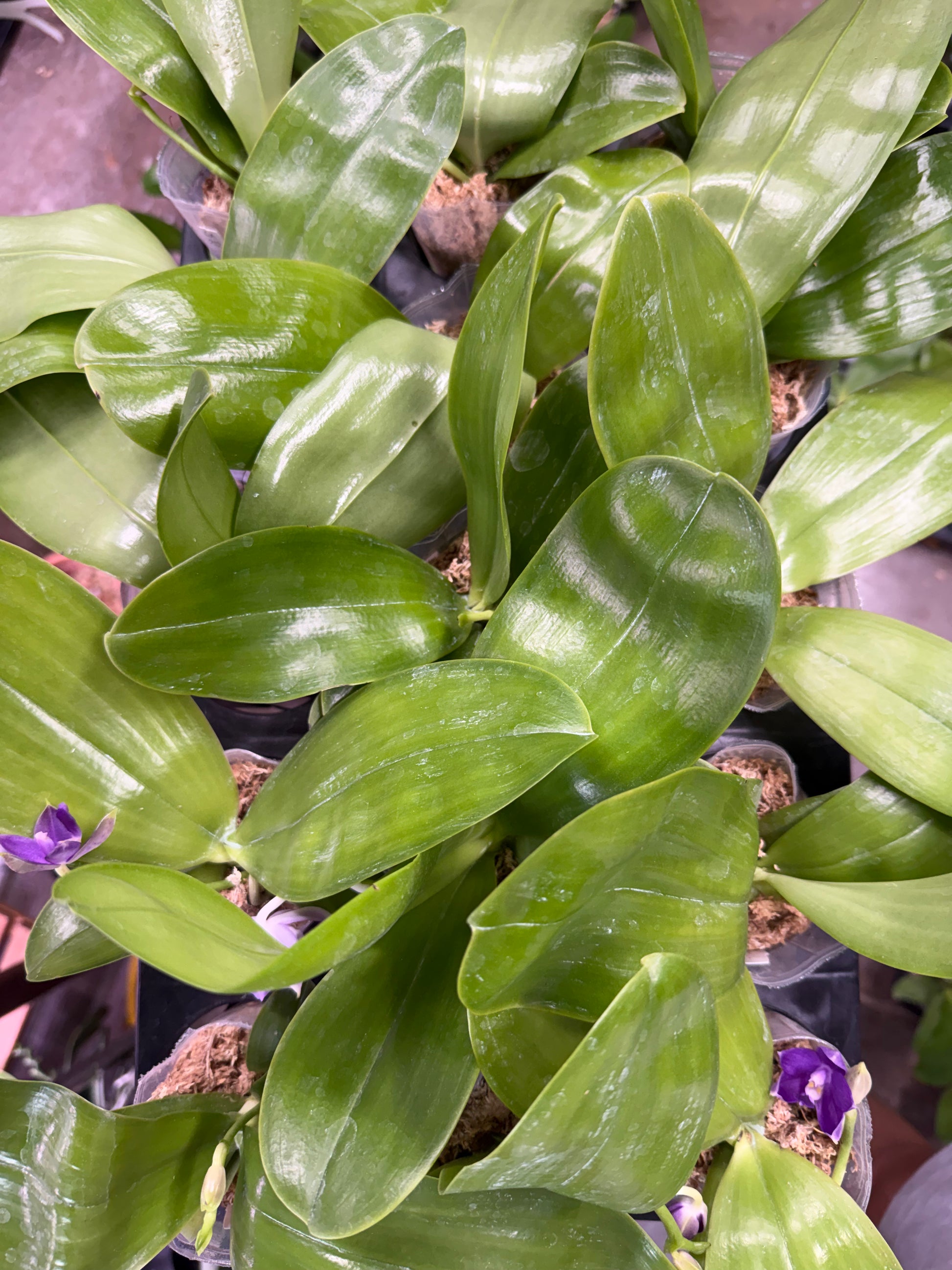 HCorchids