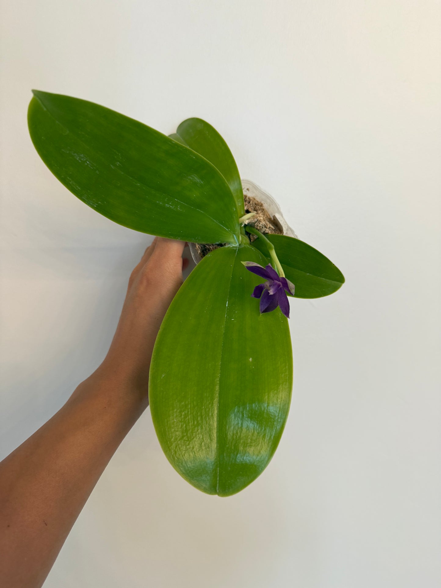 Phalaenopsis (Mainshow Blue Wave x Mainshow Sapphire)