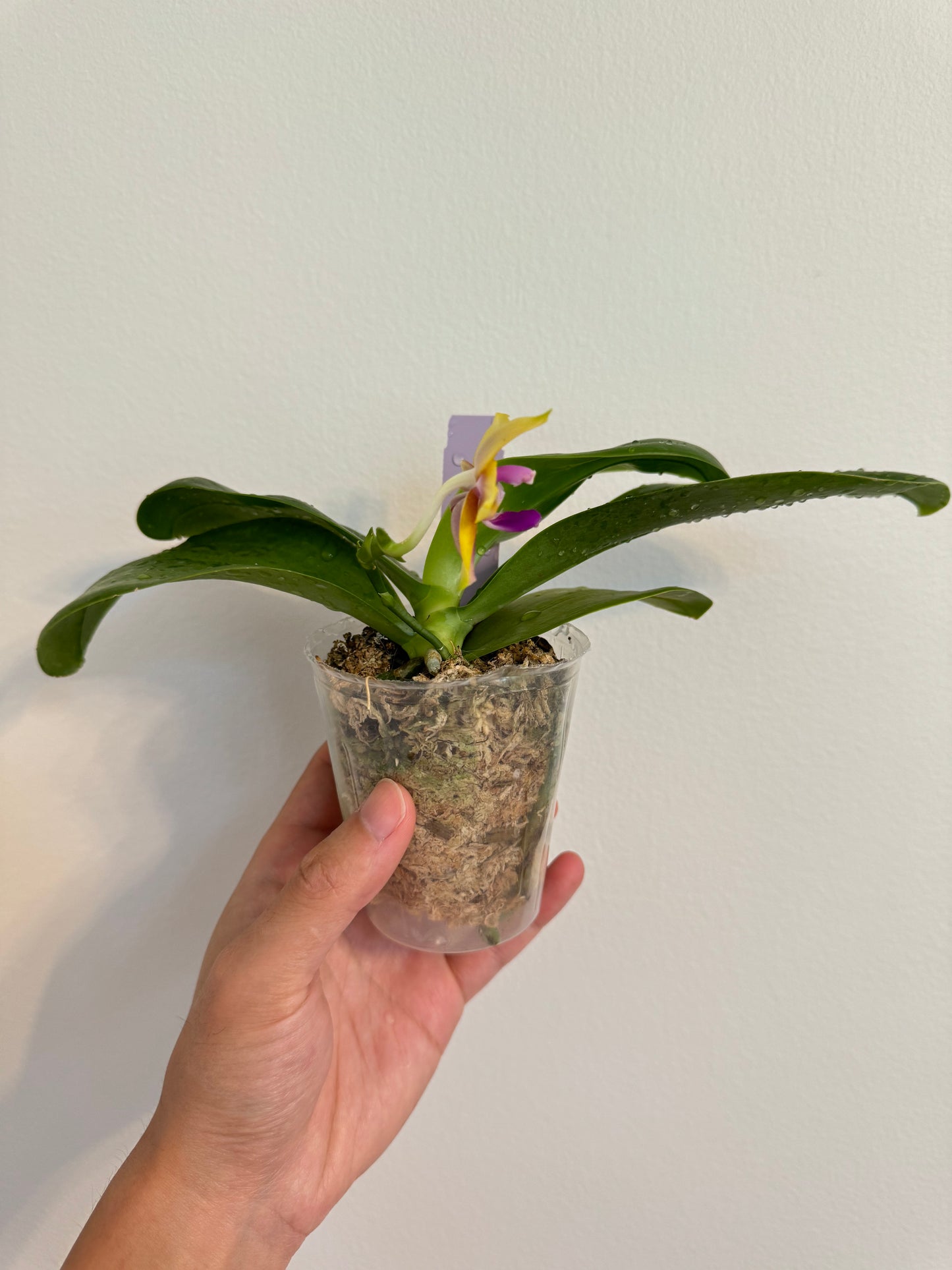 Phal. Winter’s First Frost