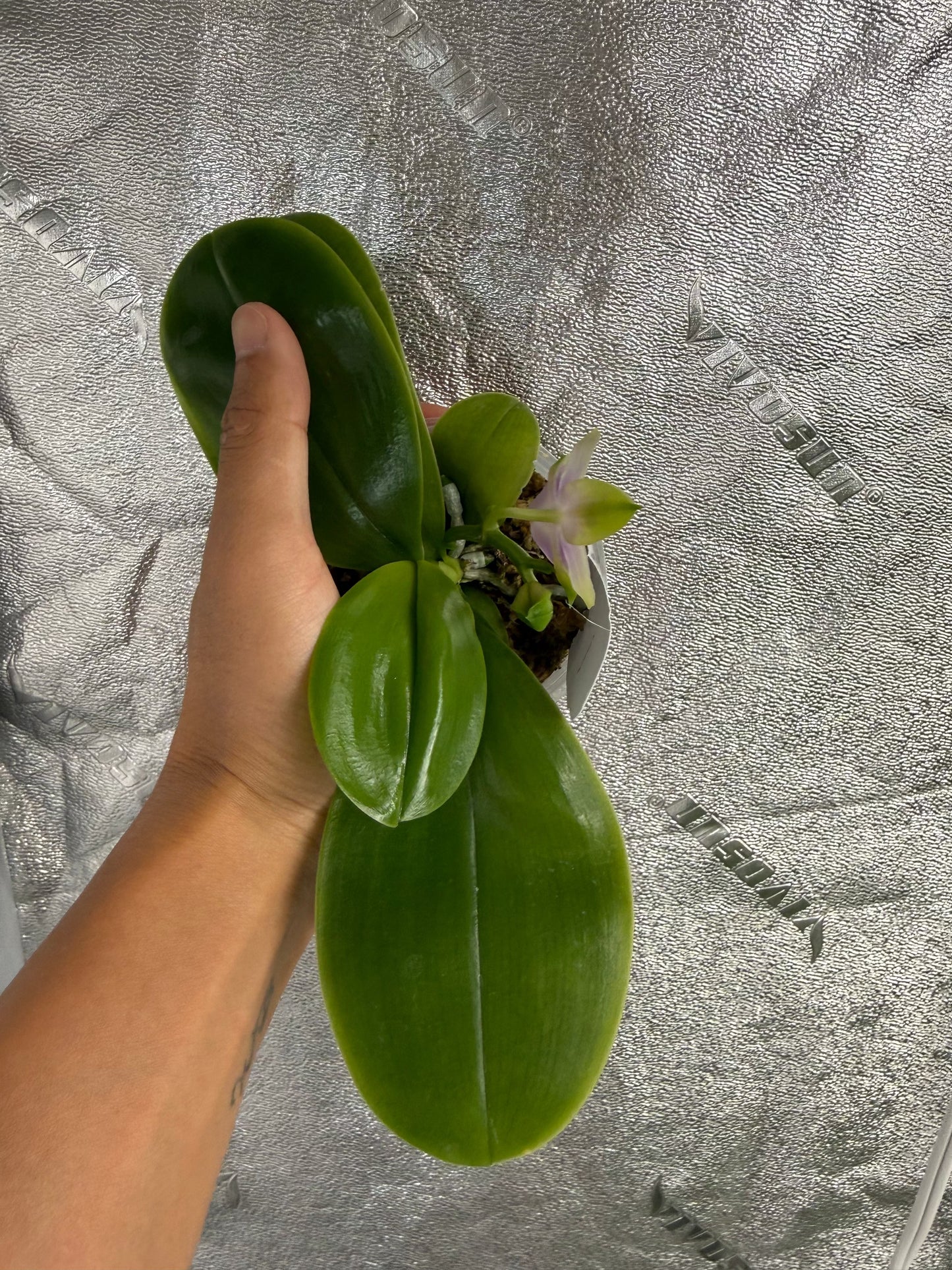 Phalaenopsis (LL Blue Family x Yang’s Blue Diamond)