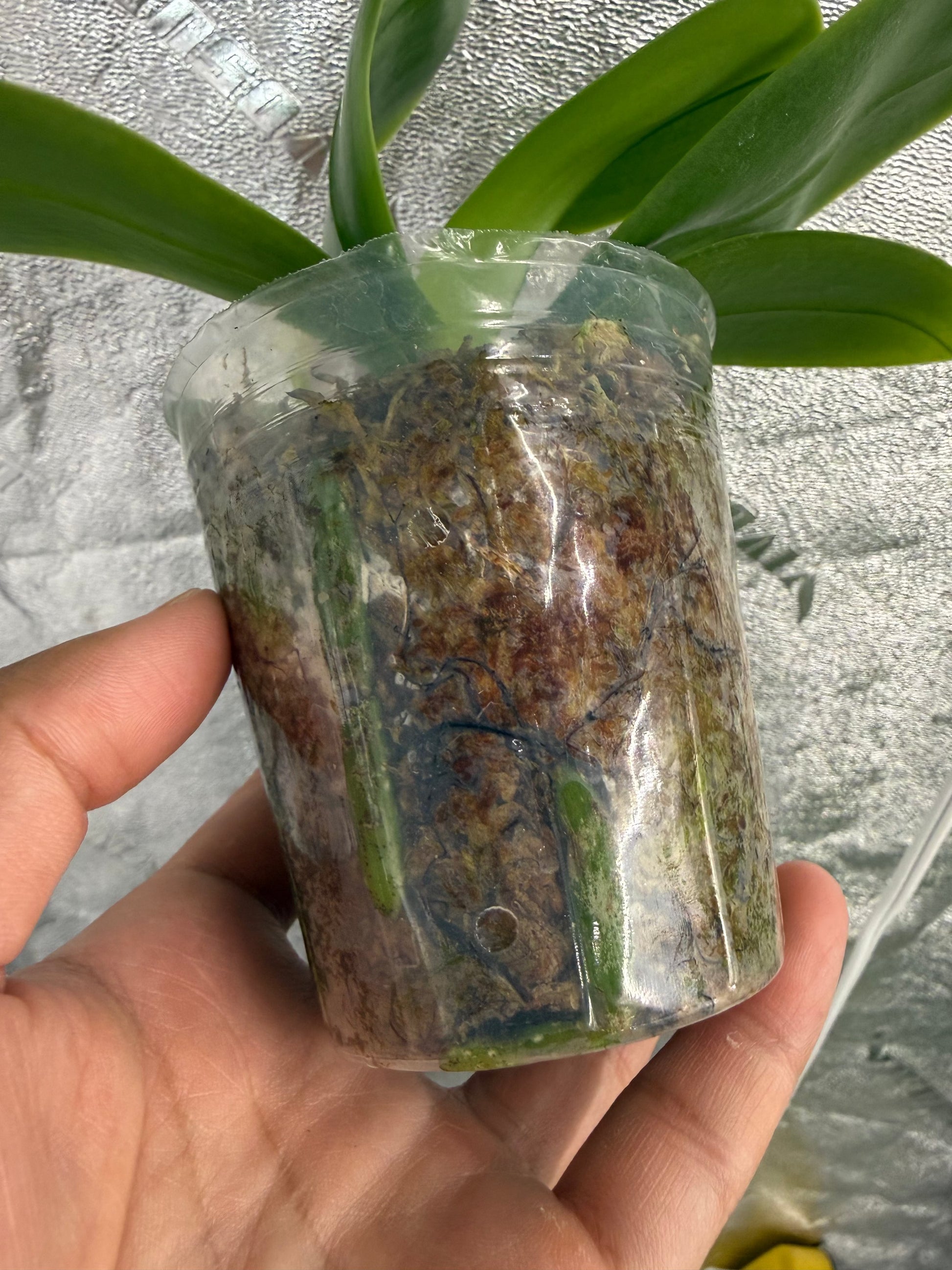 HCorchids