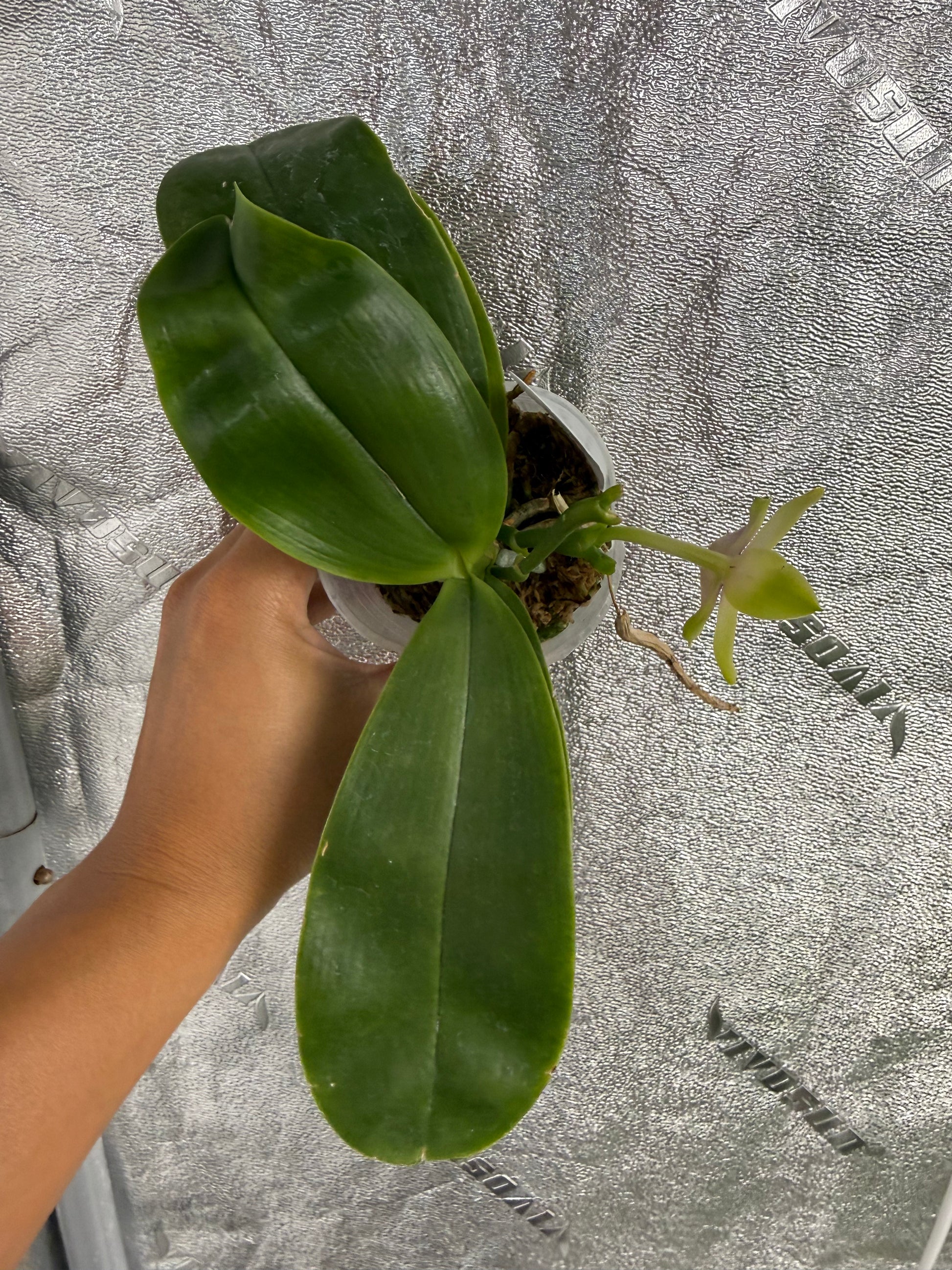 HCorchids