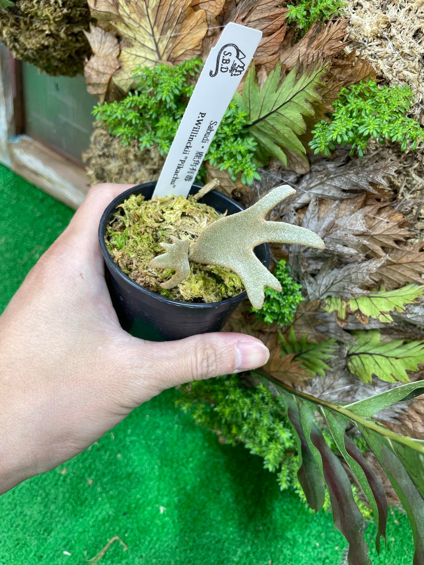 P.Willinckii “Pikachu” pup