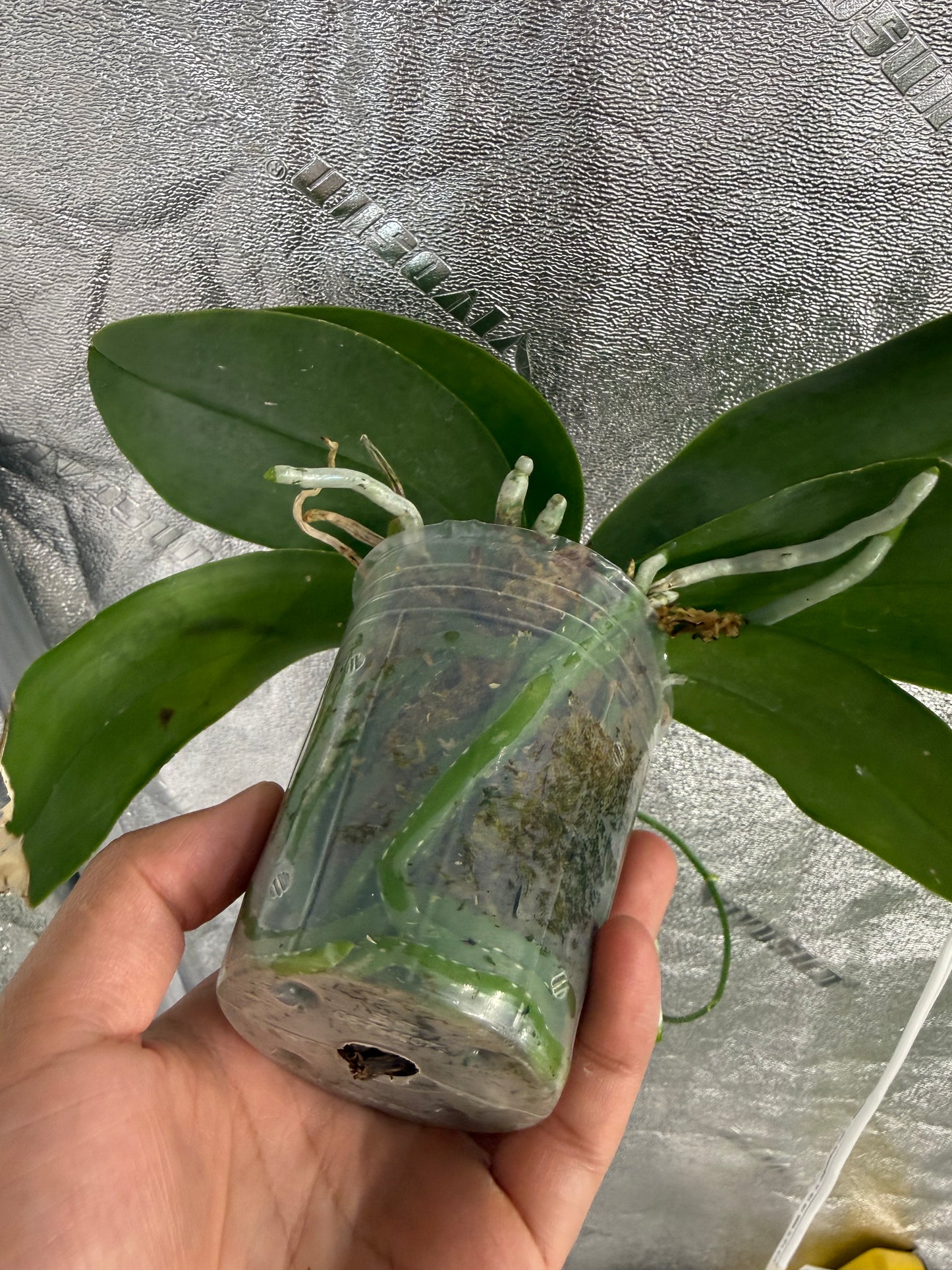 Phalaenopsis (mariae f. coerulea x Fintje Kunriawati)